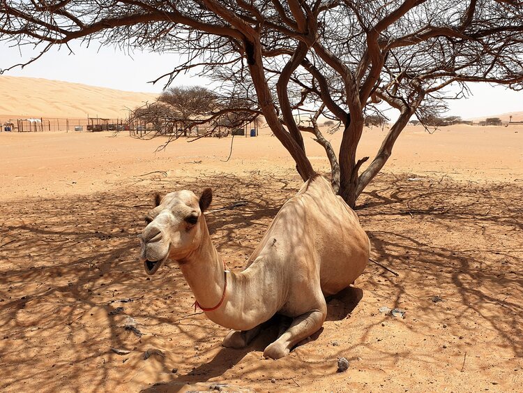 Al Maamari Tours, Reiseleiter Oman, Kamel entdecken Oman.jpg