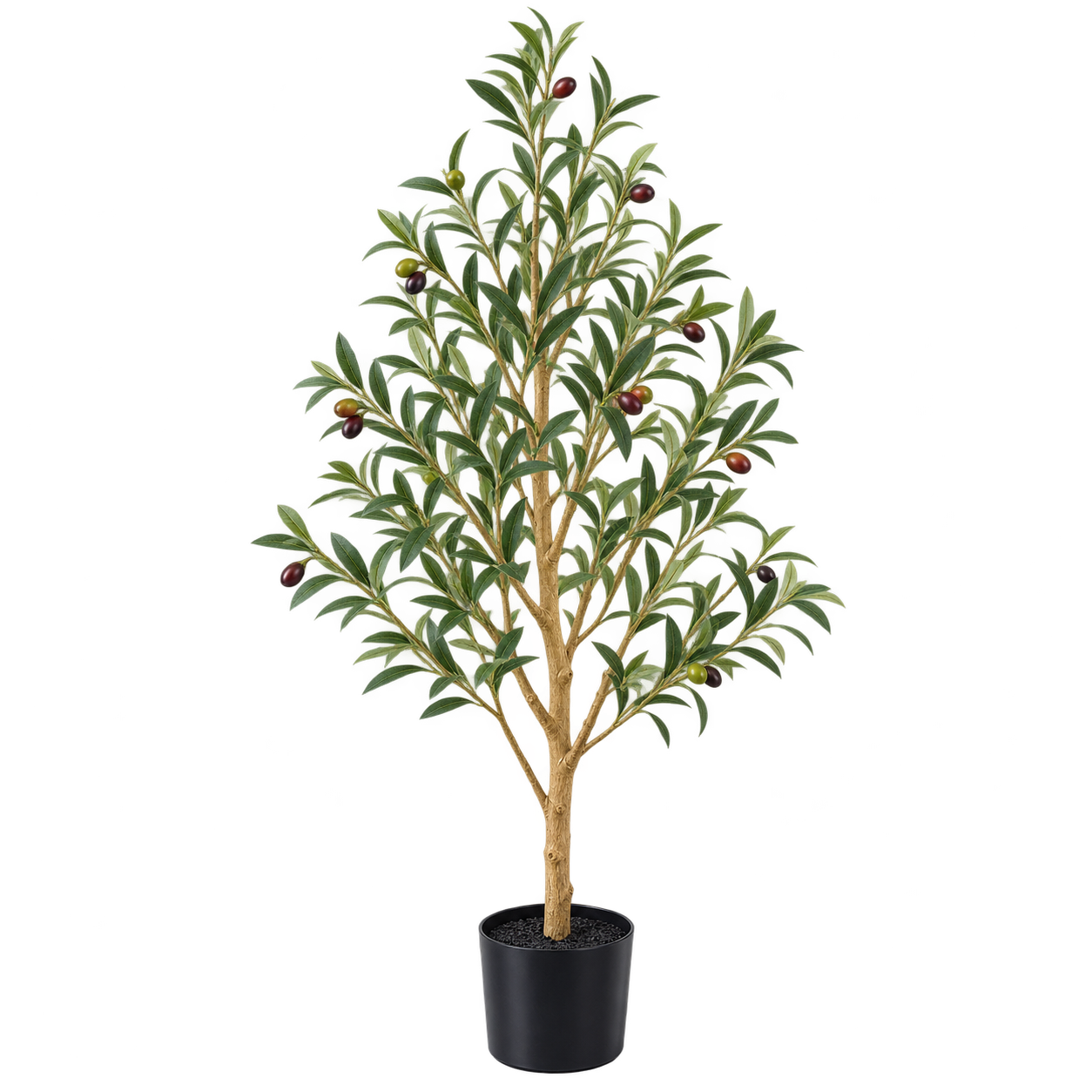 Olive Tree - 5'