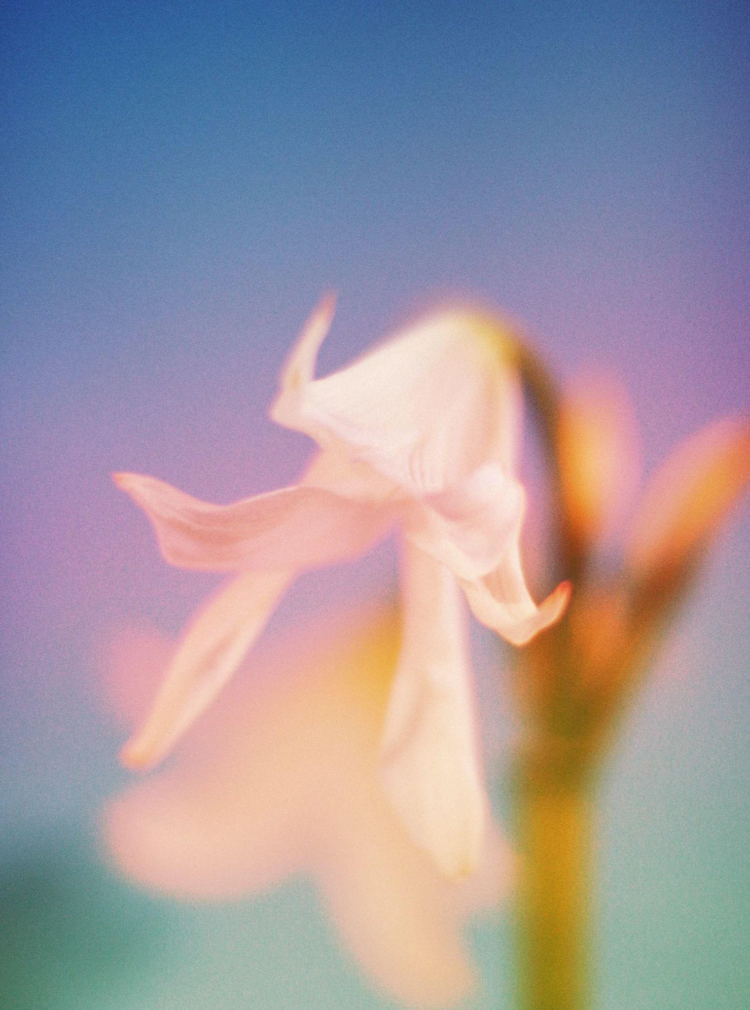ROKU — SOPHIE RIANO