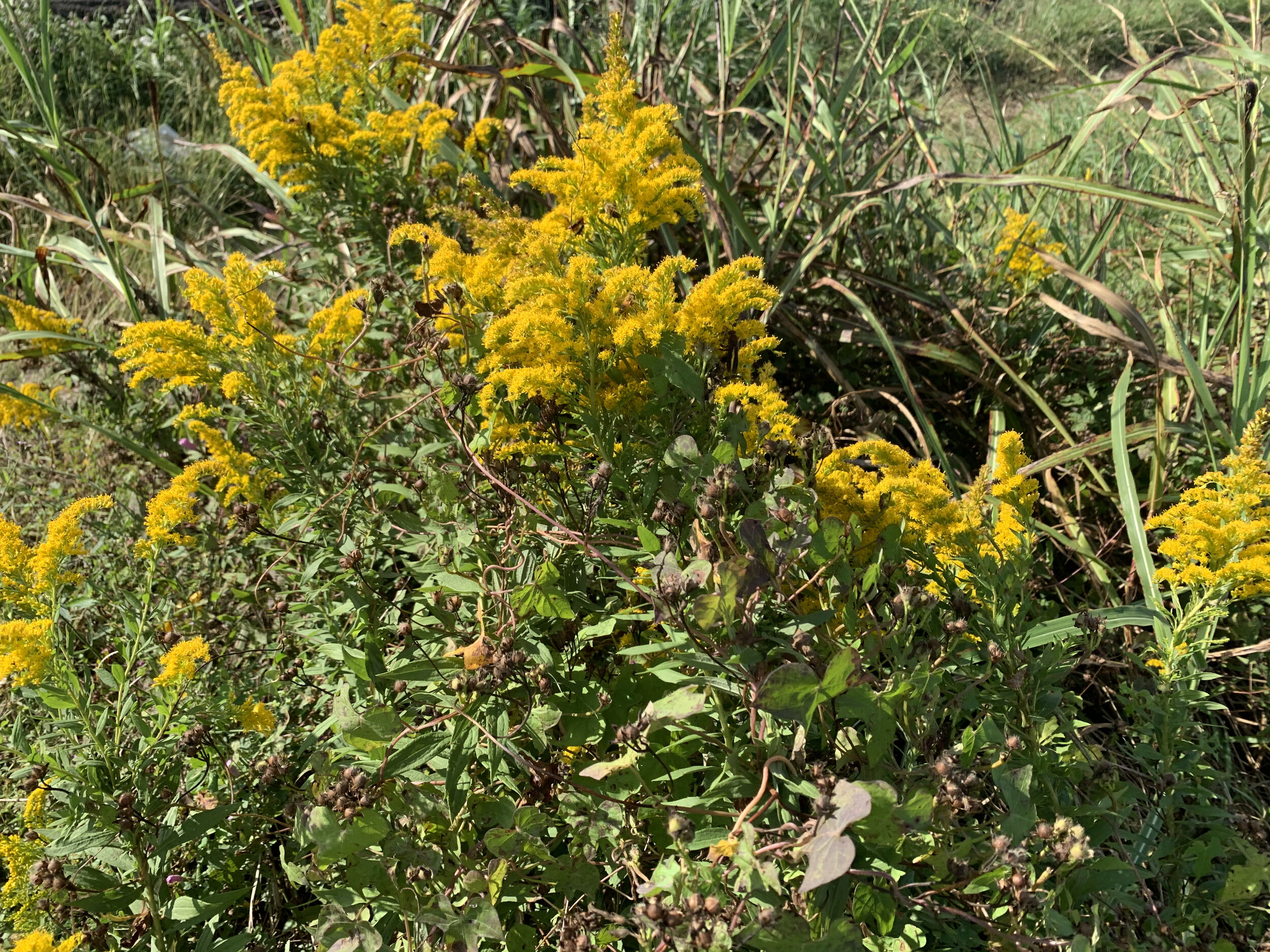 Newport Pointe Pre-dev foliage.jpg