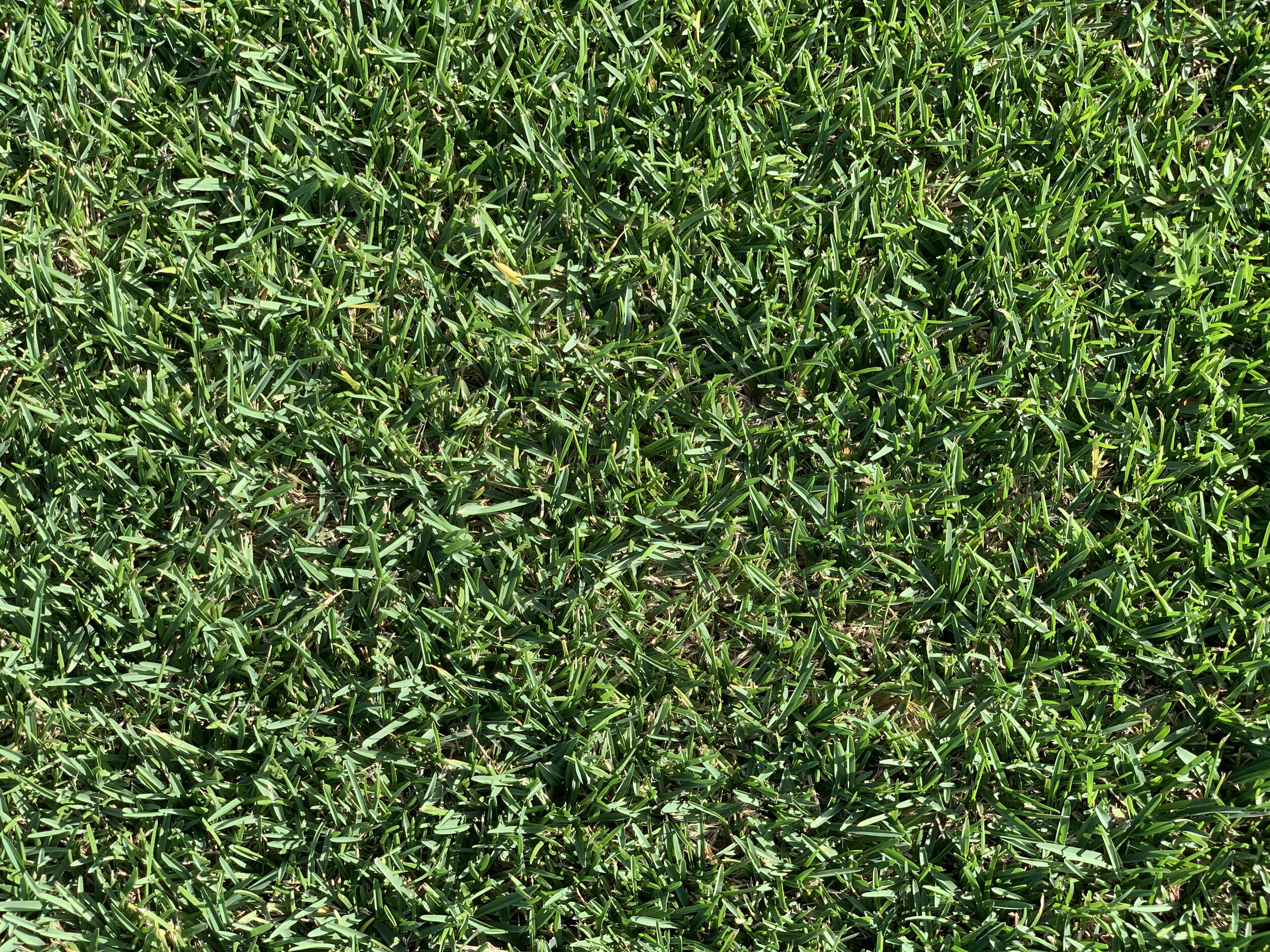 Newport Pointe Pre-dev foliage 2.jpg