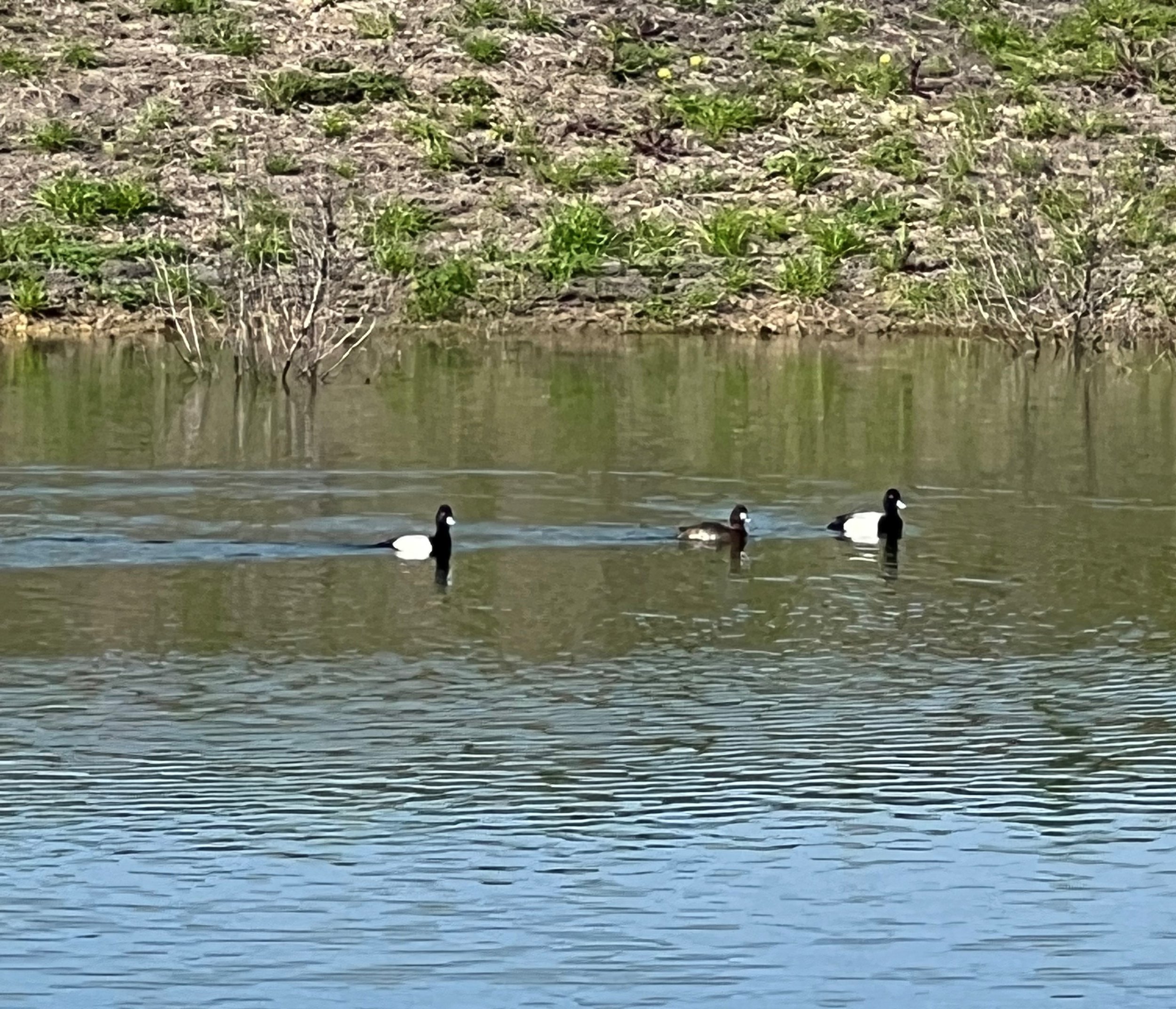 NP Ducks.jpg