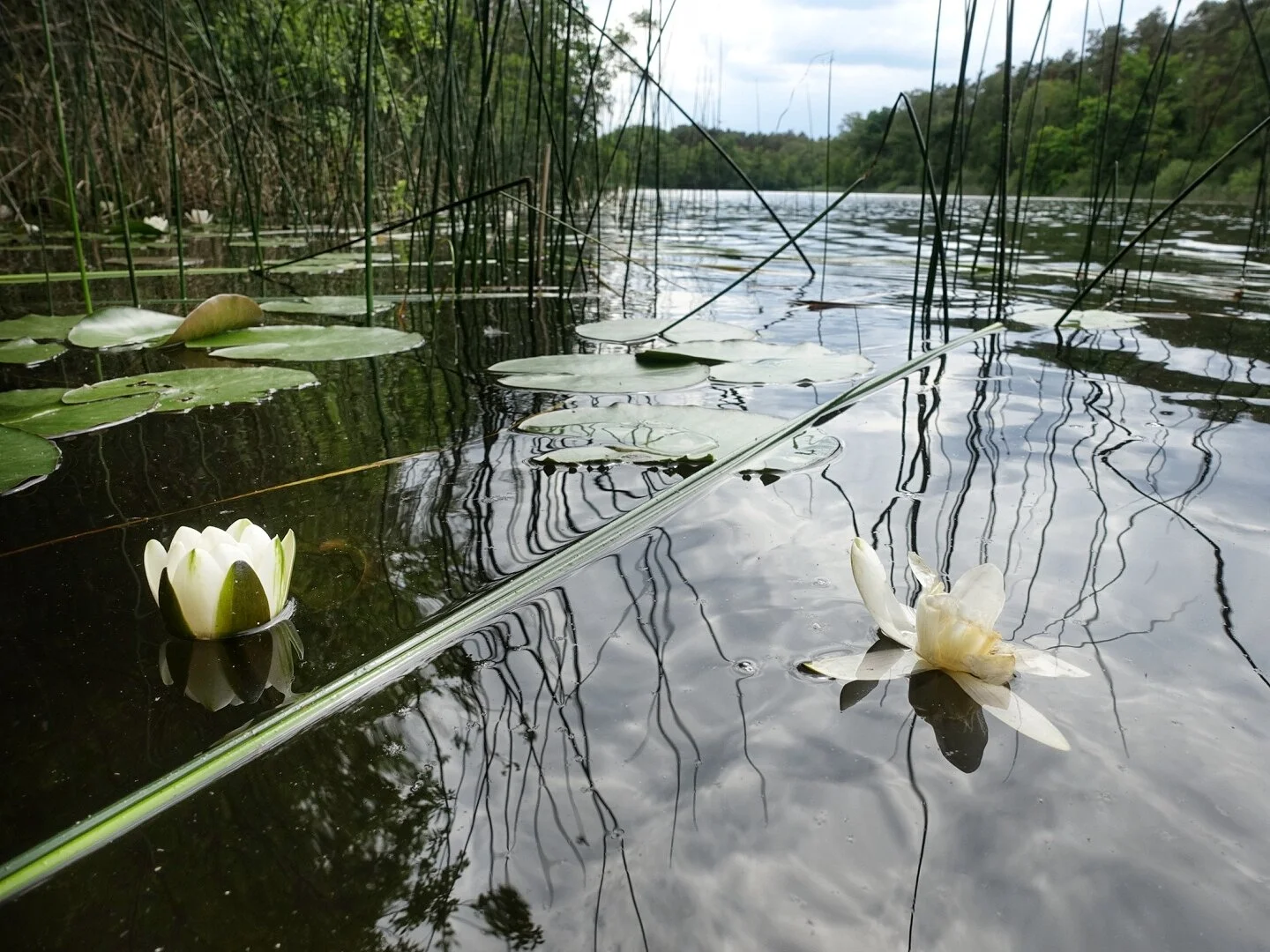 Müggelheim | Kuhle Wampe, Seddinsee, Alt-Müggelheim