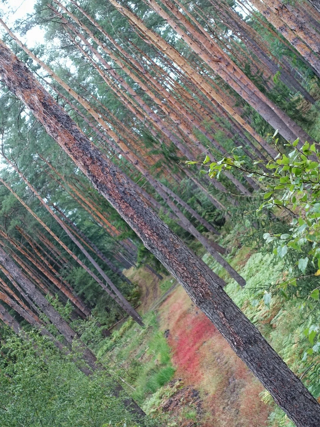 Zwischen Biesenthal &amp; Finowfurt