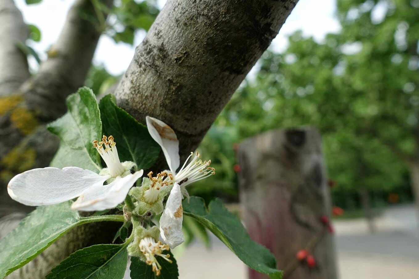 Streuobstwiese Görlitzer Park