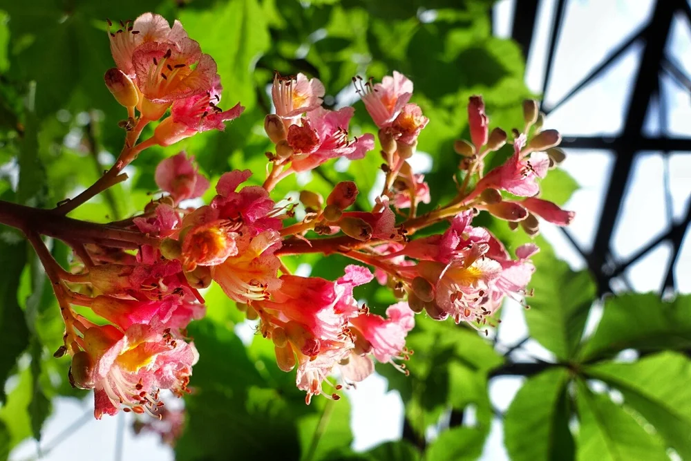 Blüten Görlitzer Park