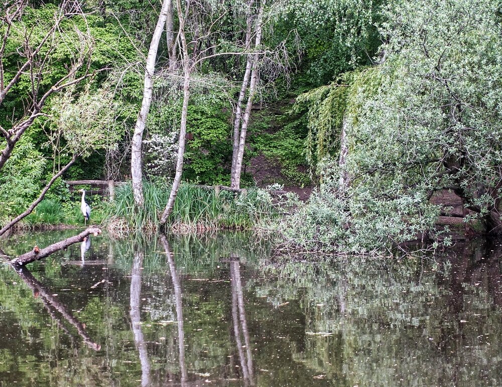 Graureiher am Teich im Görlitzer Park