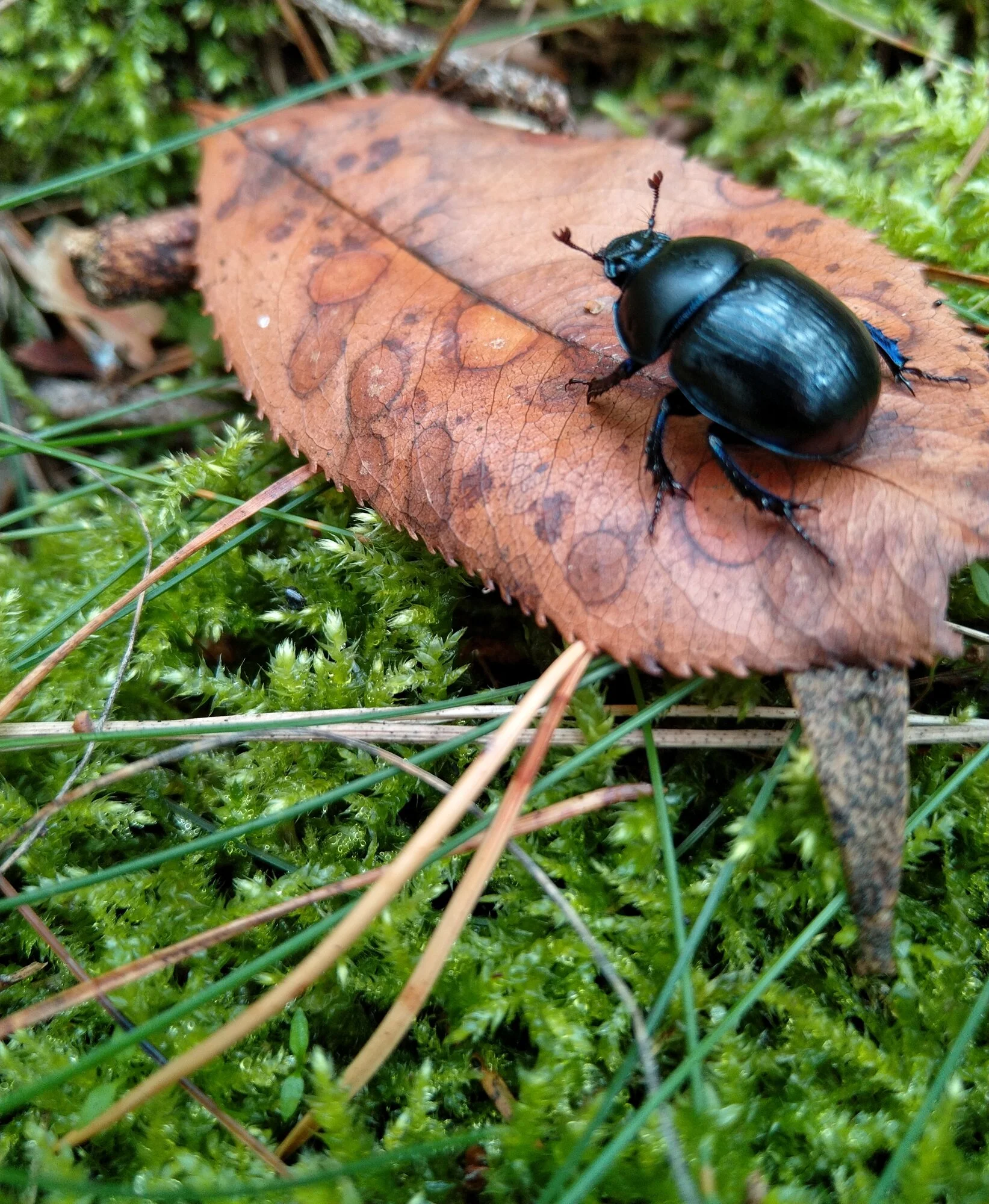 Bergwaldprojekt in Berliner Forsten