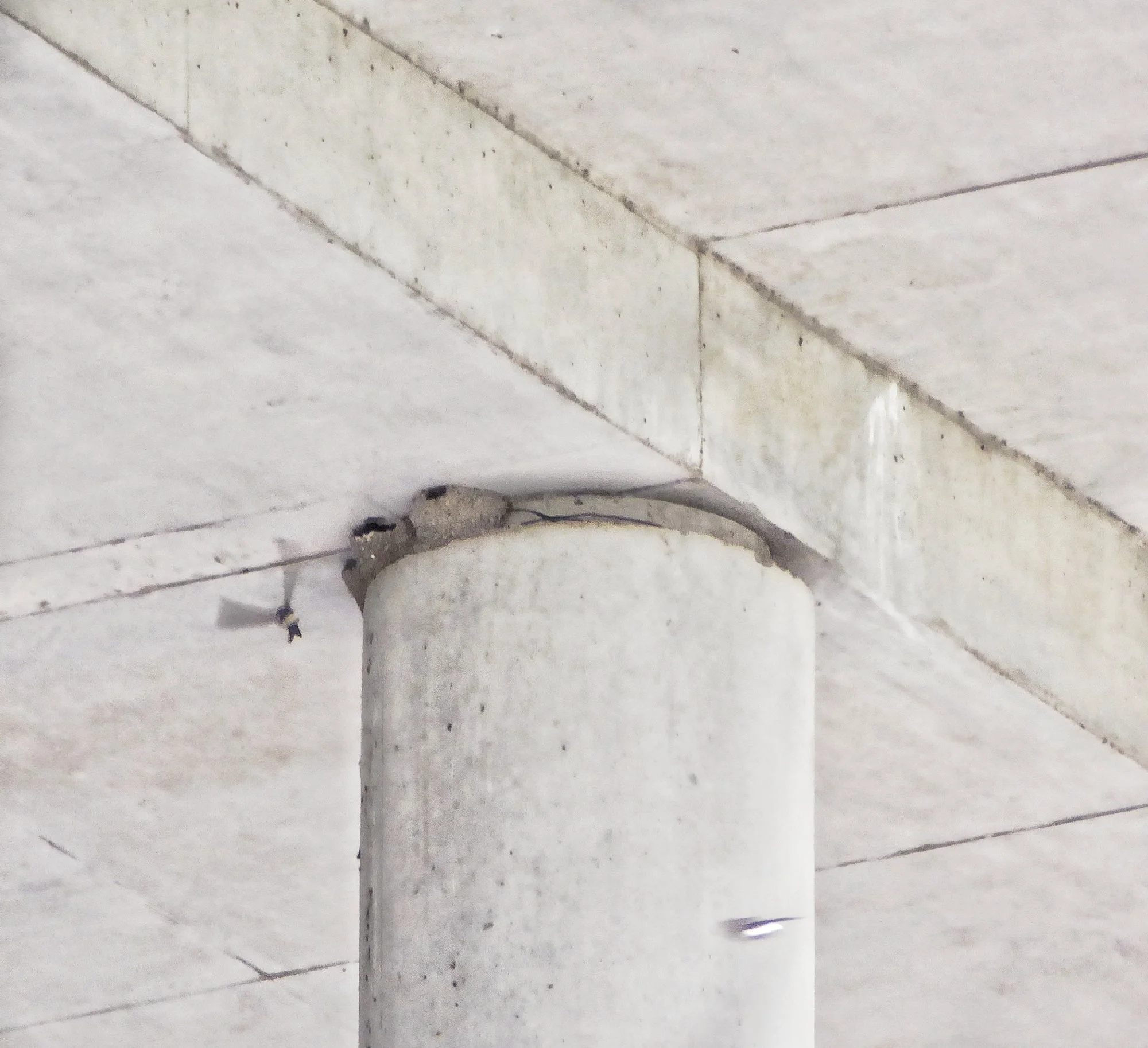 PLH April 2025 -4.jpeg