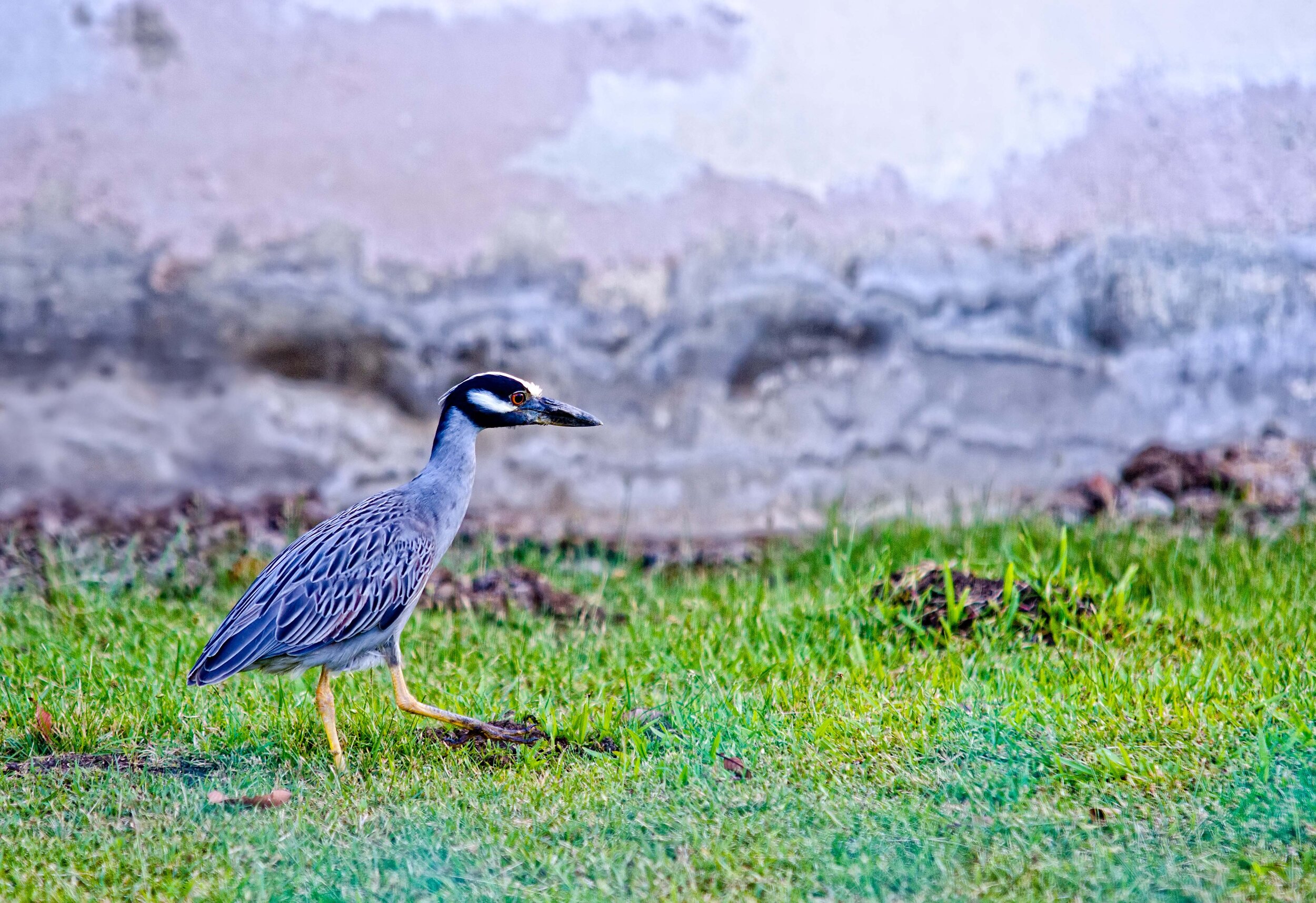 DSC_9836-Edit.jpg