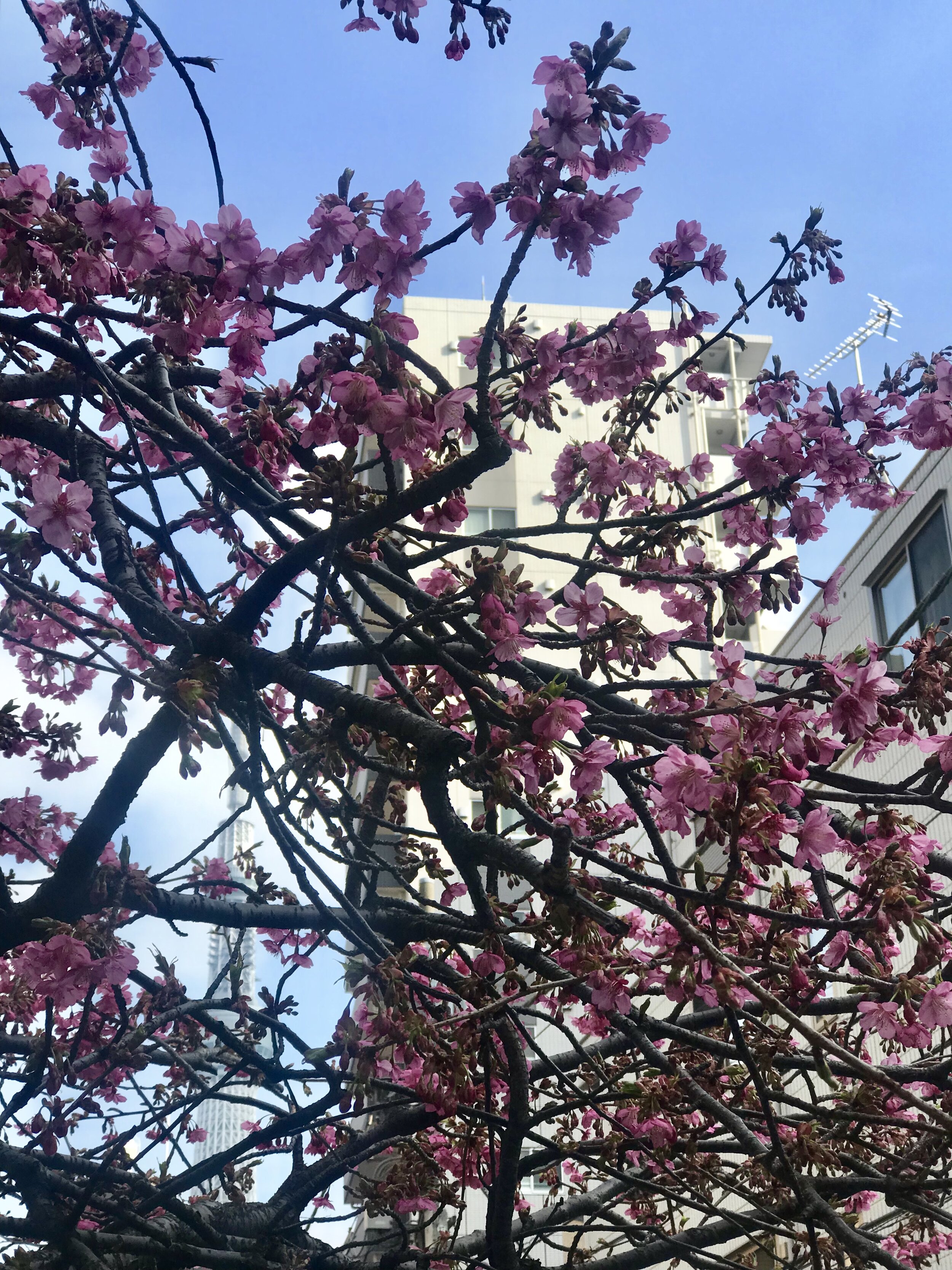 anna-cardamon-japan-cherry-blossoms