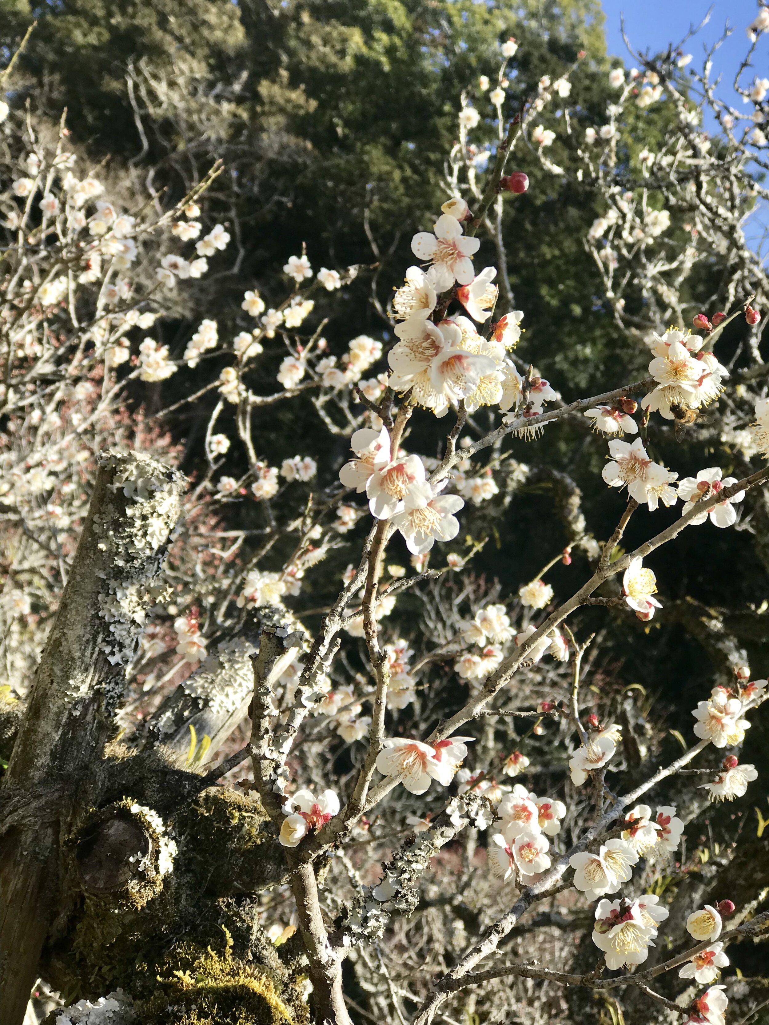 anna-cardamon-japanese-flowers-bloom