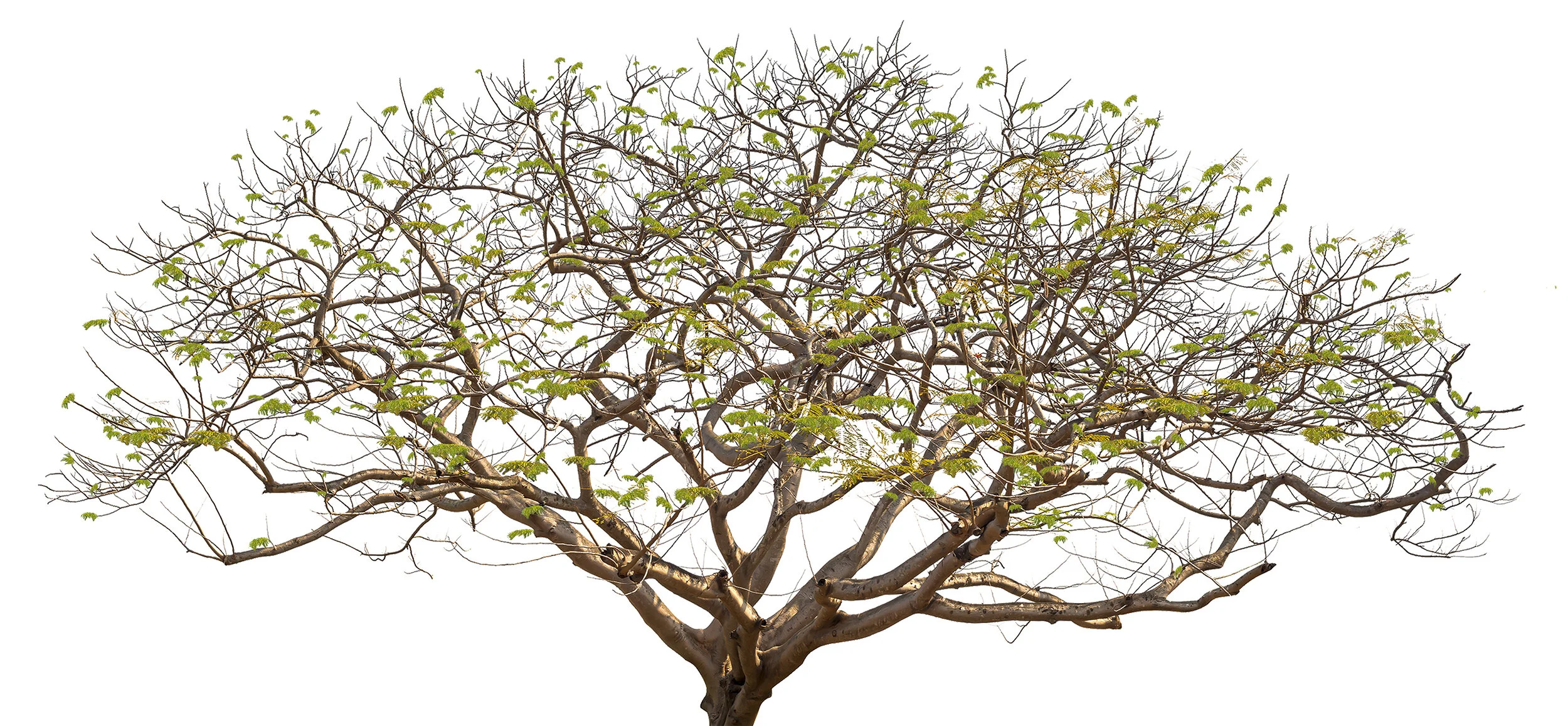 tree try.jpg