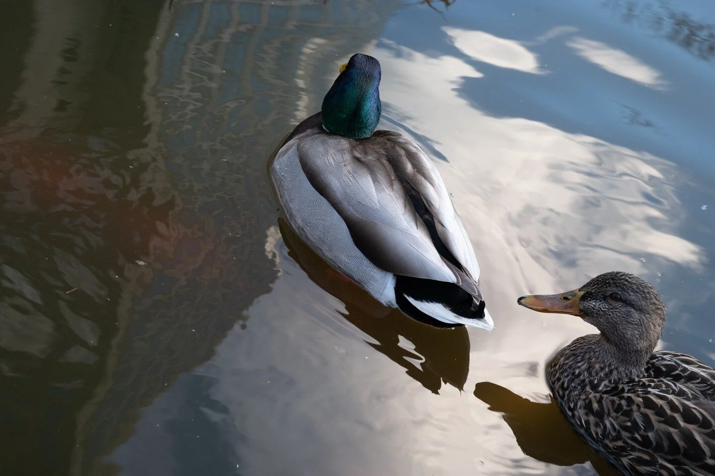Duckies⁠
⁠
#ducks #water #nycducks #animals #animalphotography #nycbirds  #nikon @nikonusa #nikonz6ii #z6ii #2470mm #zcreators #NIKKORZ