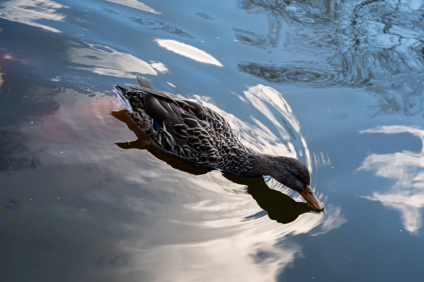 Pond⁠
⁠
⁠
#ducks #water #nycducks #animals #animalphotography #nycbirds #birds #birdwatching #mothernature #naturephotography #natureshooters #naturecolors #naturephotography📷 #naturephotograph  #nikon @nikonusa #nikonz6ii #z6ii #2470mm #zcreators #