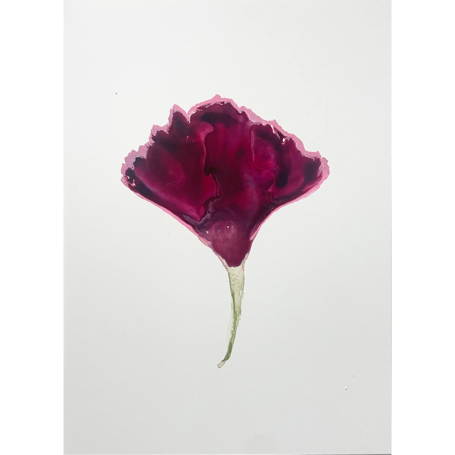 purple carnation petal.jpg
