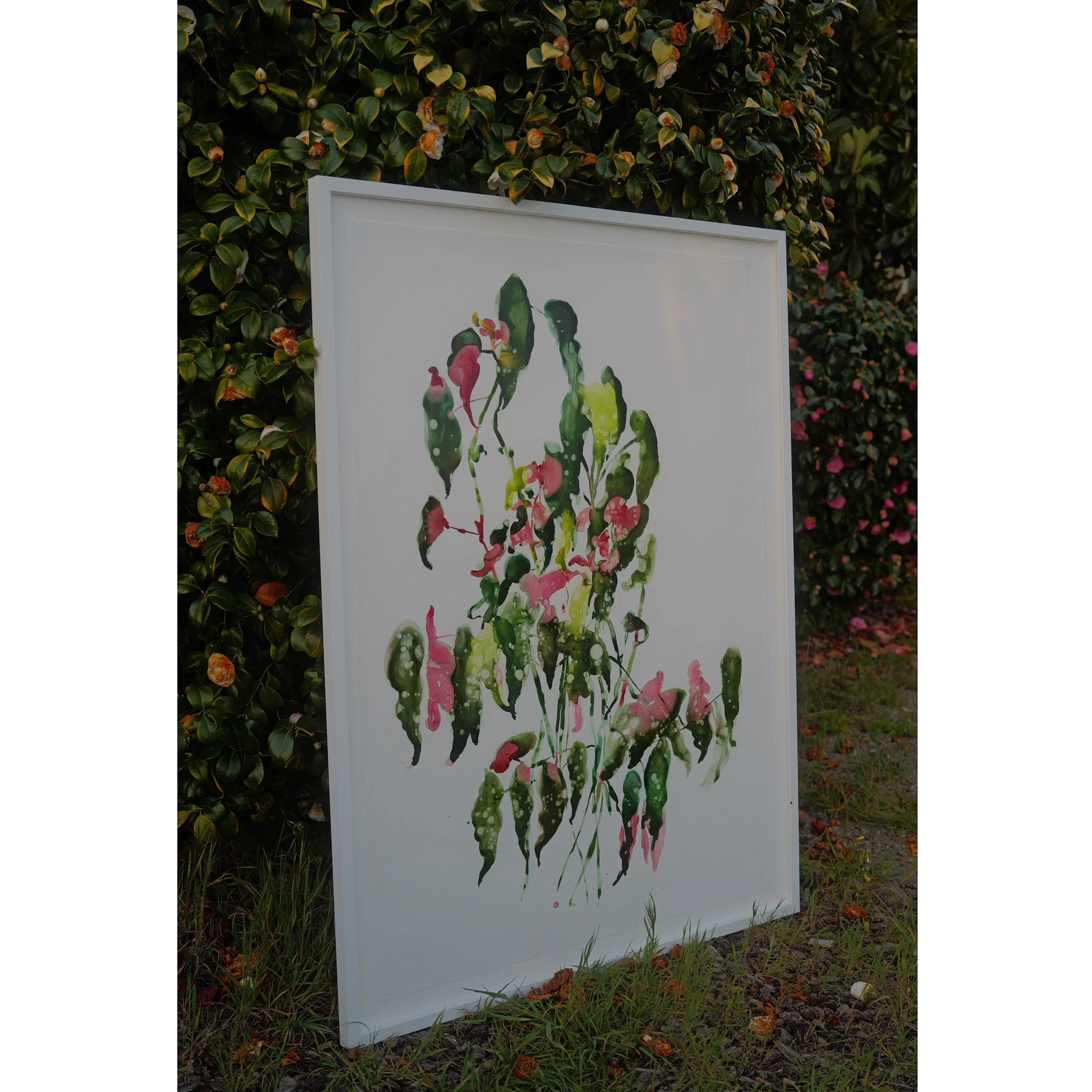 begonia maculata.jpg