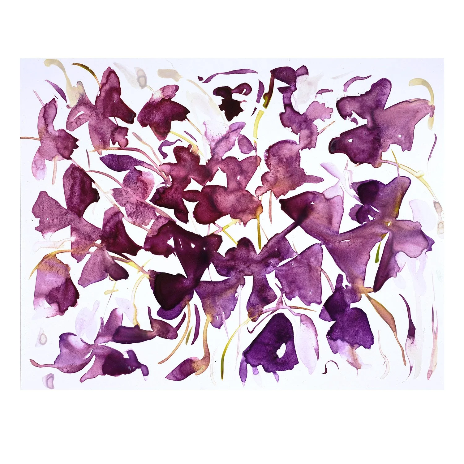 Purple Oxalis