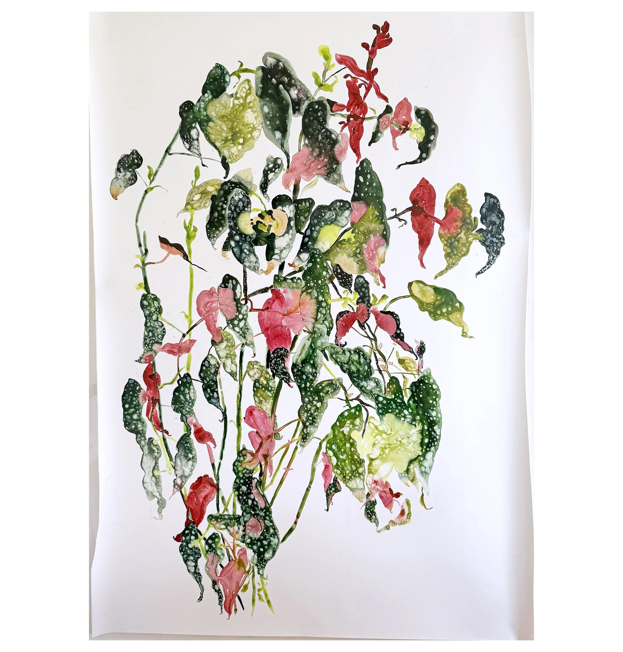 begonia.jpg
