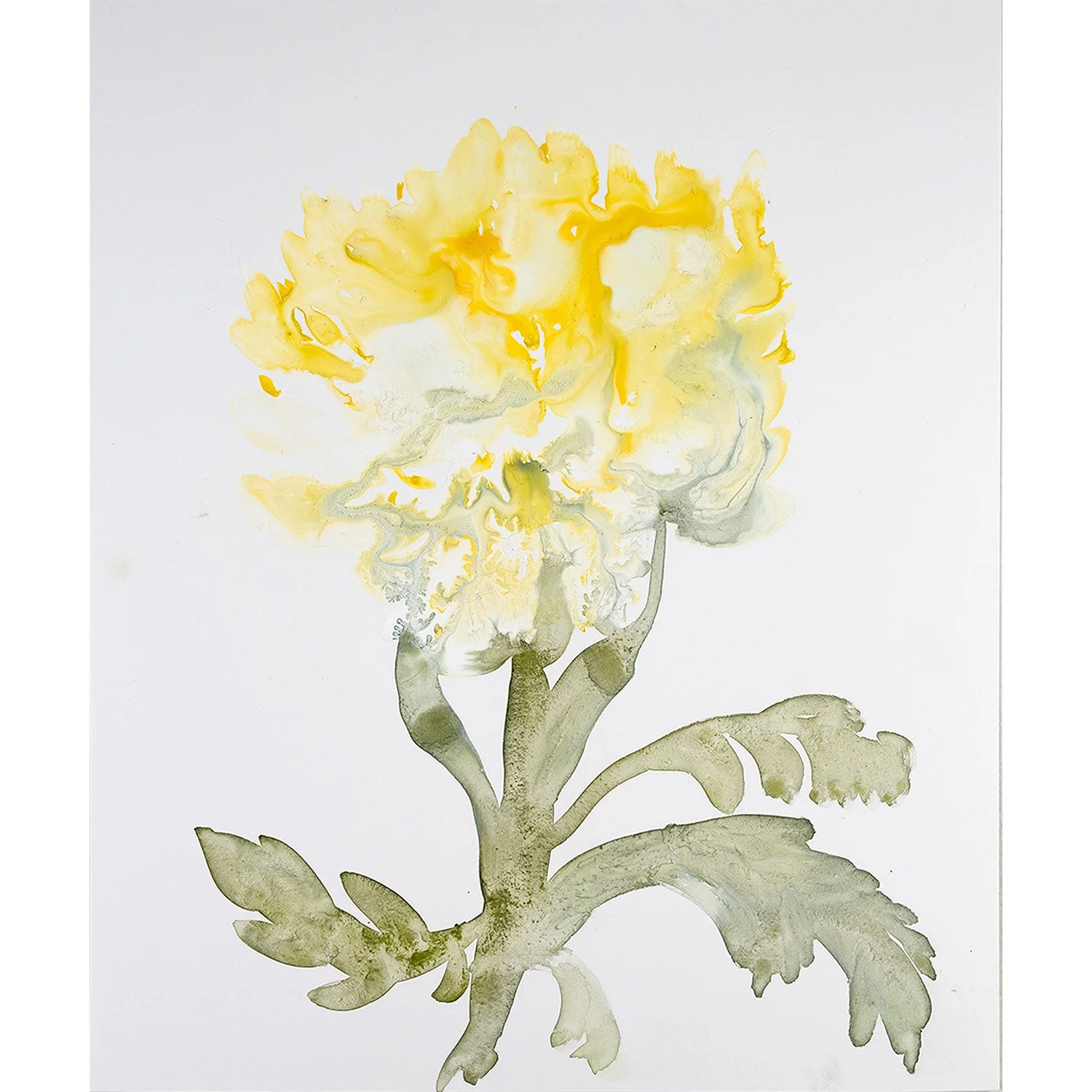 chrysanthemum - single.jpg