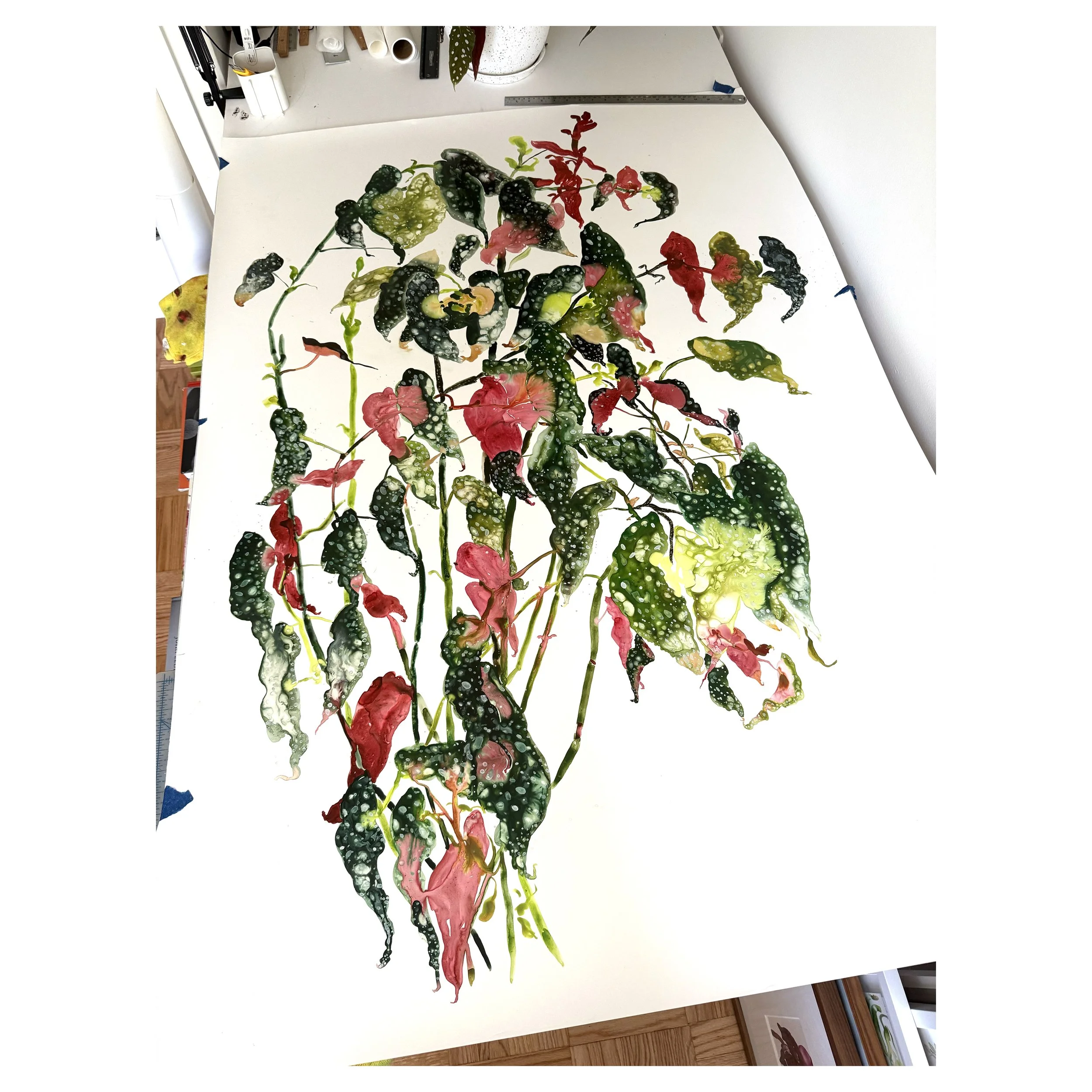 begonia2.jpg