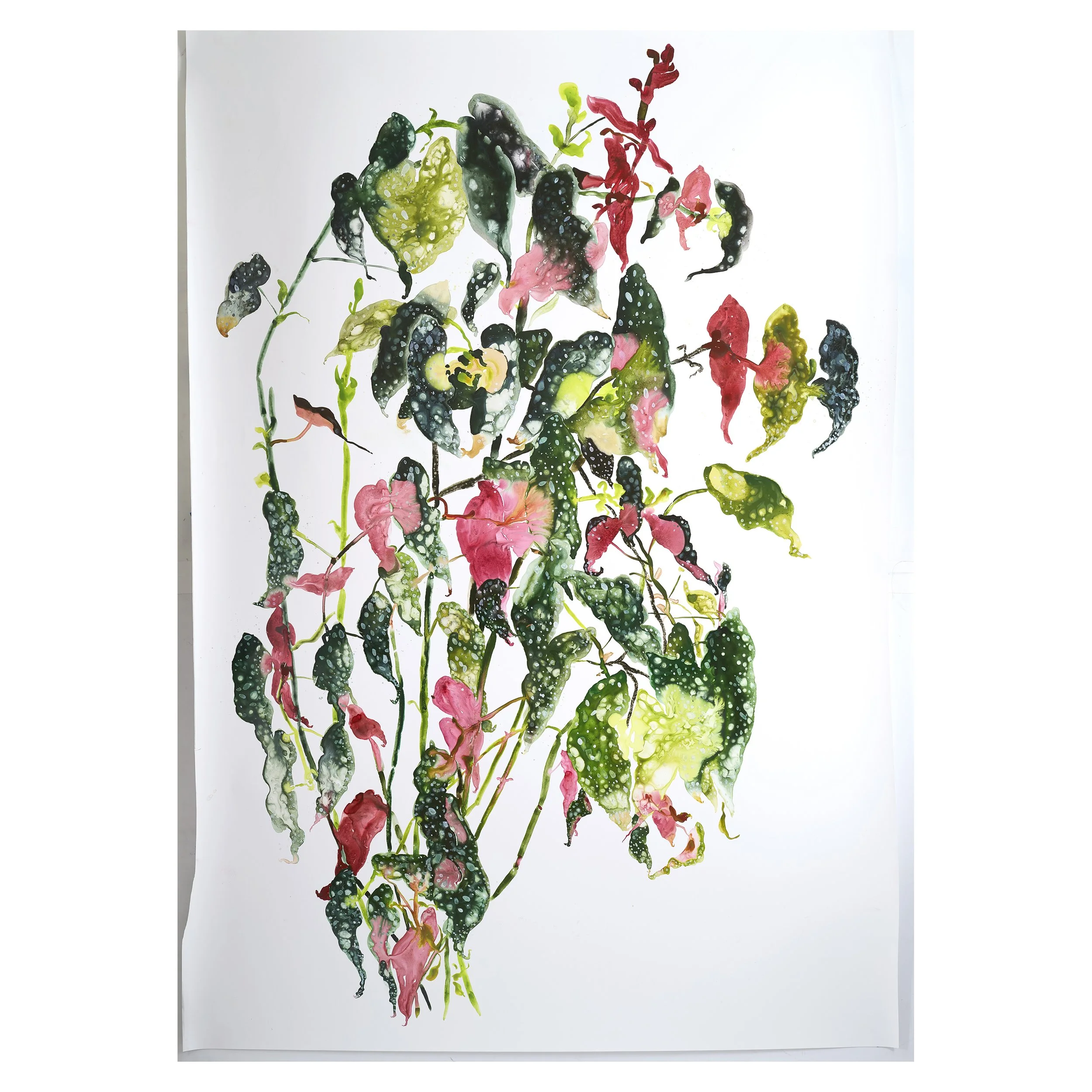 Begonia