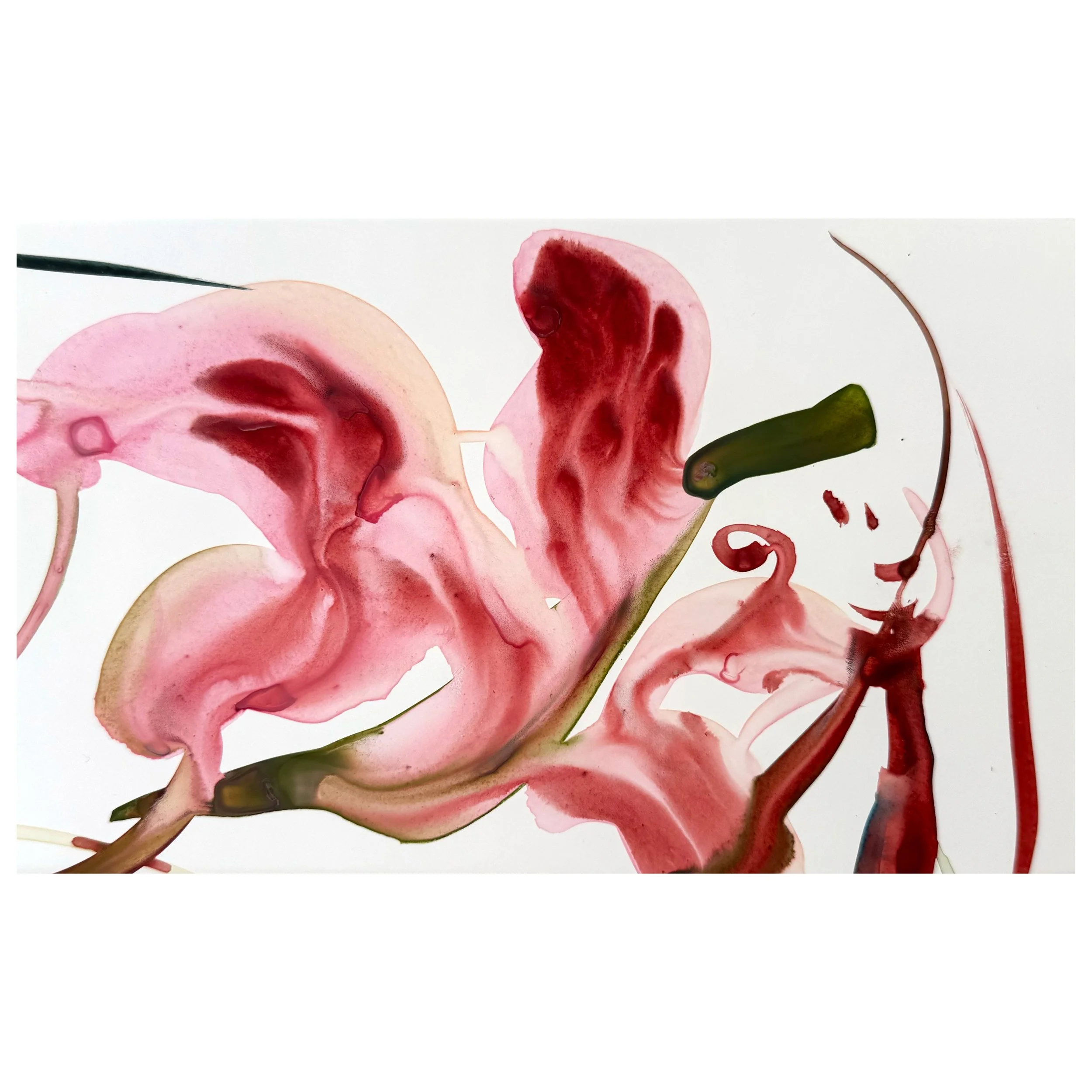 Abstracted Lily