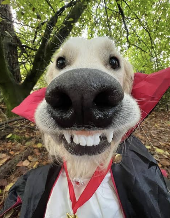 Dog Costume Contest