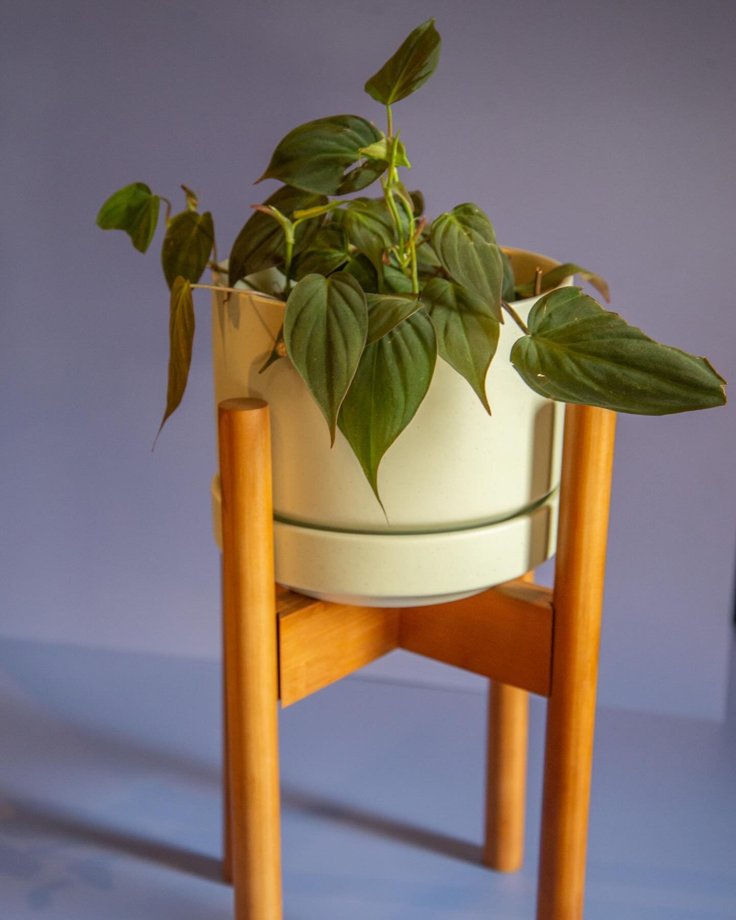 Take your plants to new heights - pop em on a stand! 

These @kansodesigns bamboo planter stands are adjustable, holding up to 12&rdquo; pots, and can be flipped upside down for even more customization!