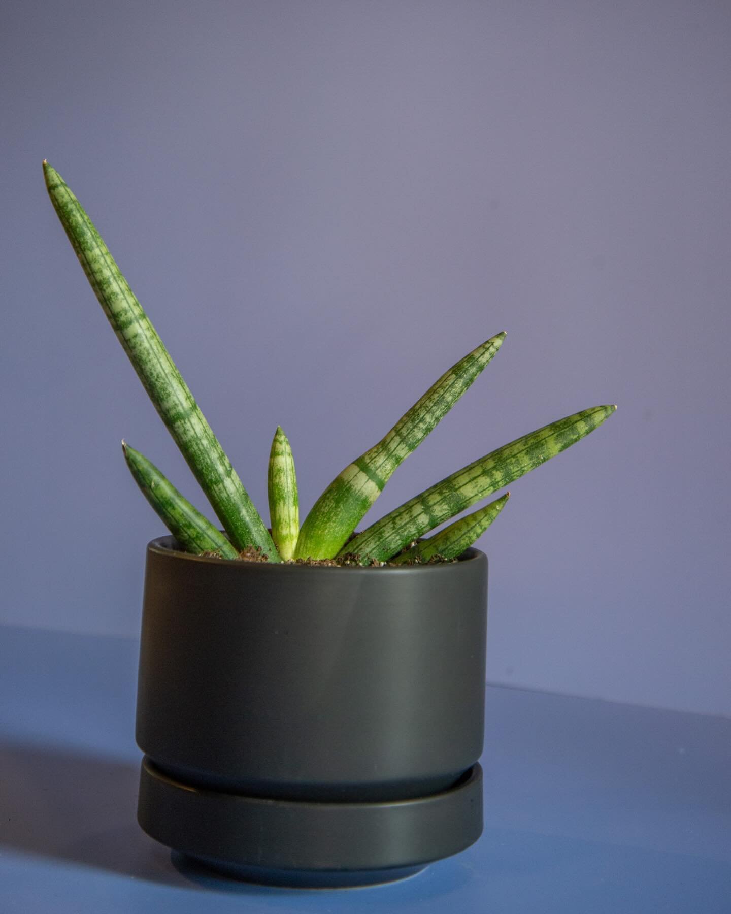 Think you know snake plants?

Have you met the sansevieria starfish? Low light and drought tolerant, the snake plant &ldquo;starfish&rdquo; variety is super fun, growing long and wide - quite the statement  piece! ⭐️