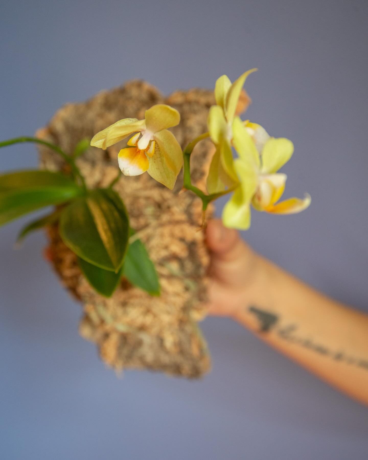 ⭐️ Upcoming Classes ⭐️ May + June ⭐️

5.9 | Mushroom Bonsai with @mycrodexmushrooms
 
5.11 | Mounted orchids and mimosas @boitanical 

5.16 | Live Music + Sound Healing with @melansoulflower 

5.19 | Pour Over Lab with @cafecinodc 

5.21 | Framed Mos