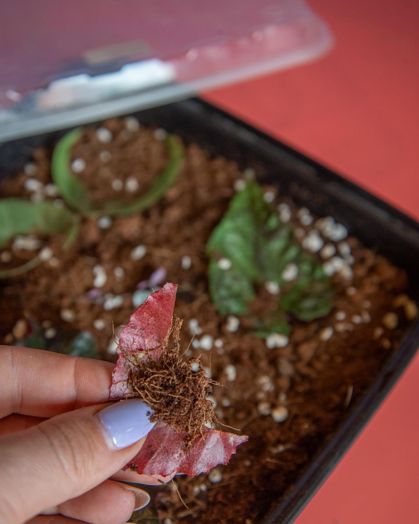 Curious about propagation? 

Pick up your own cutting any time from our Prop Wall ($2 each!) OR join us for our next Propagation Workshop June 20th! We&rsquo;ll learn all about several prop methods, and guests will leave with their own cuttings to nu
