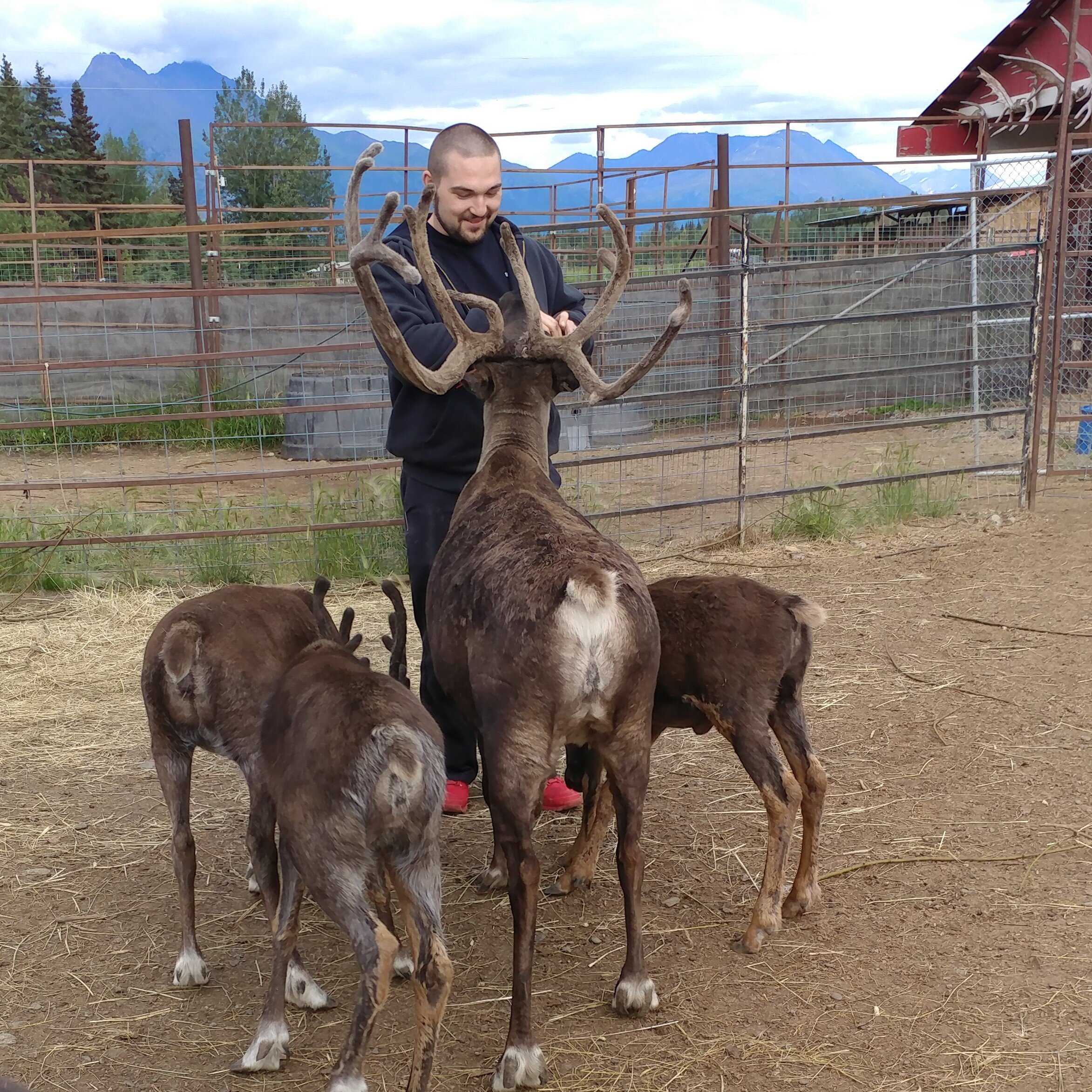 Petting a tiny reindeer