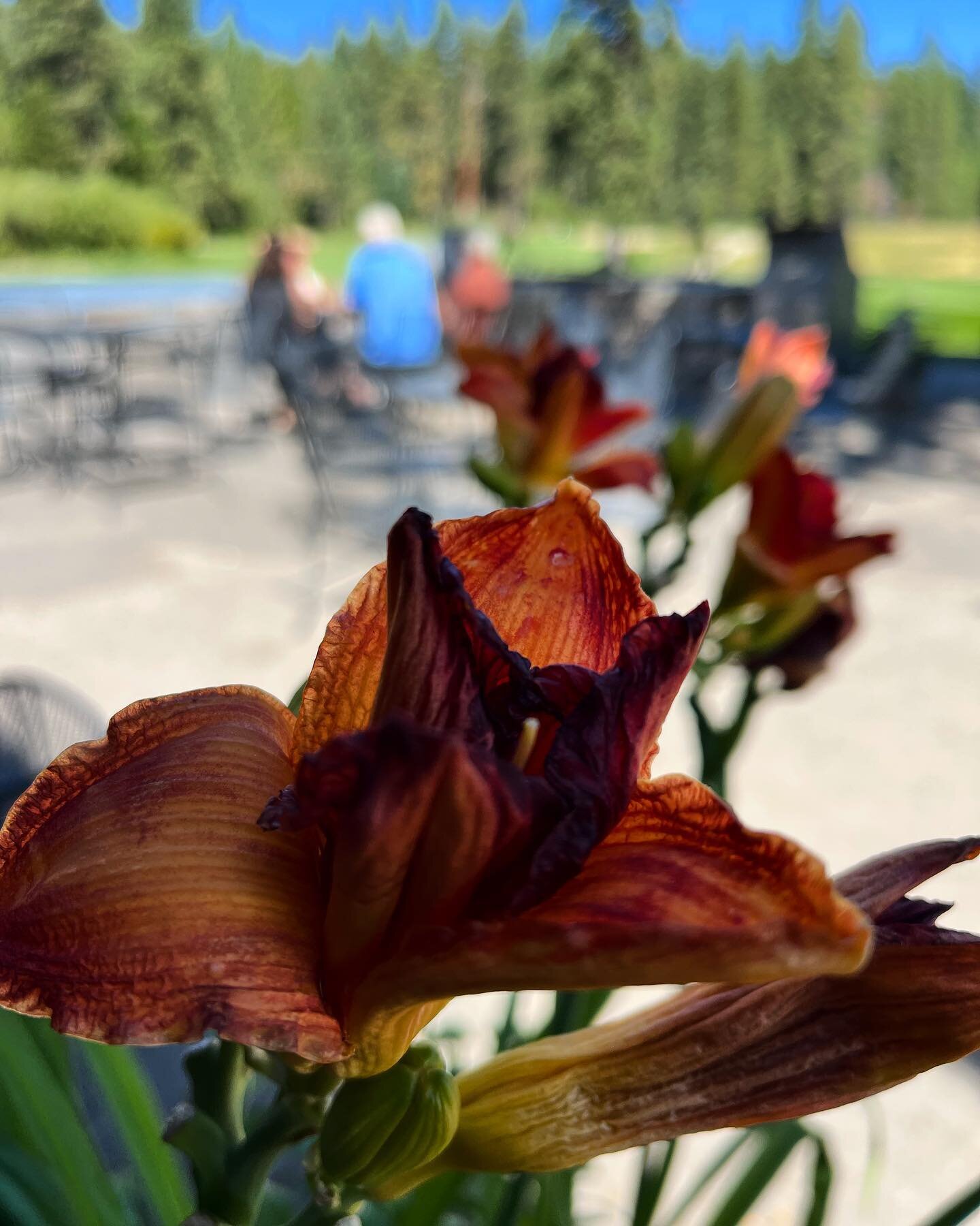 Cooler temps in the forecast for the next few days! Come by and enjoy a fresh cocktail on the patio and keep your swing going on the green🏌️&zwj;♀️🏌️&zwj;♂️!