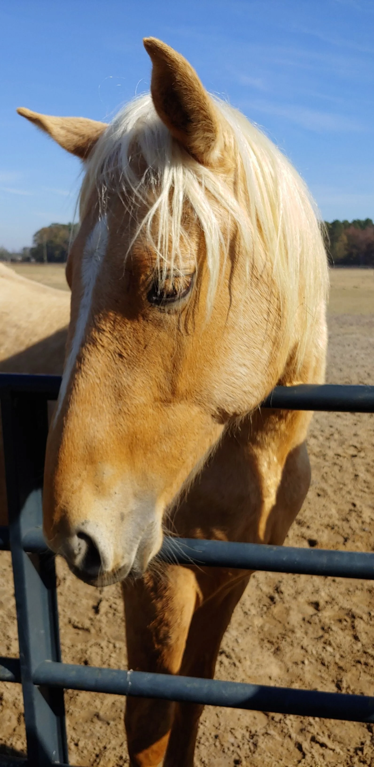 Gallery — Fourth Rock Stables