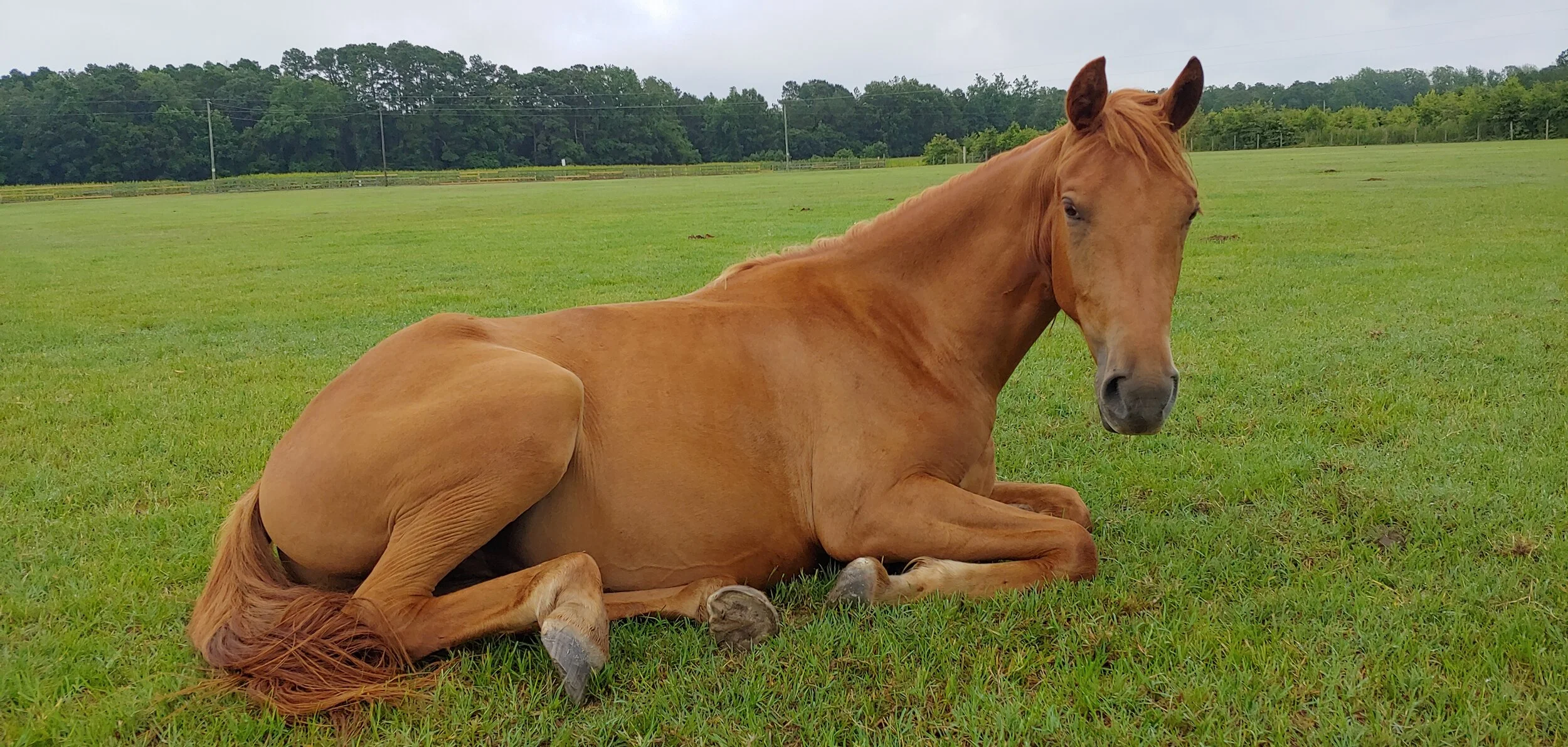 Gallery — Fourth Rock Stables