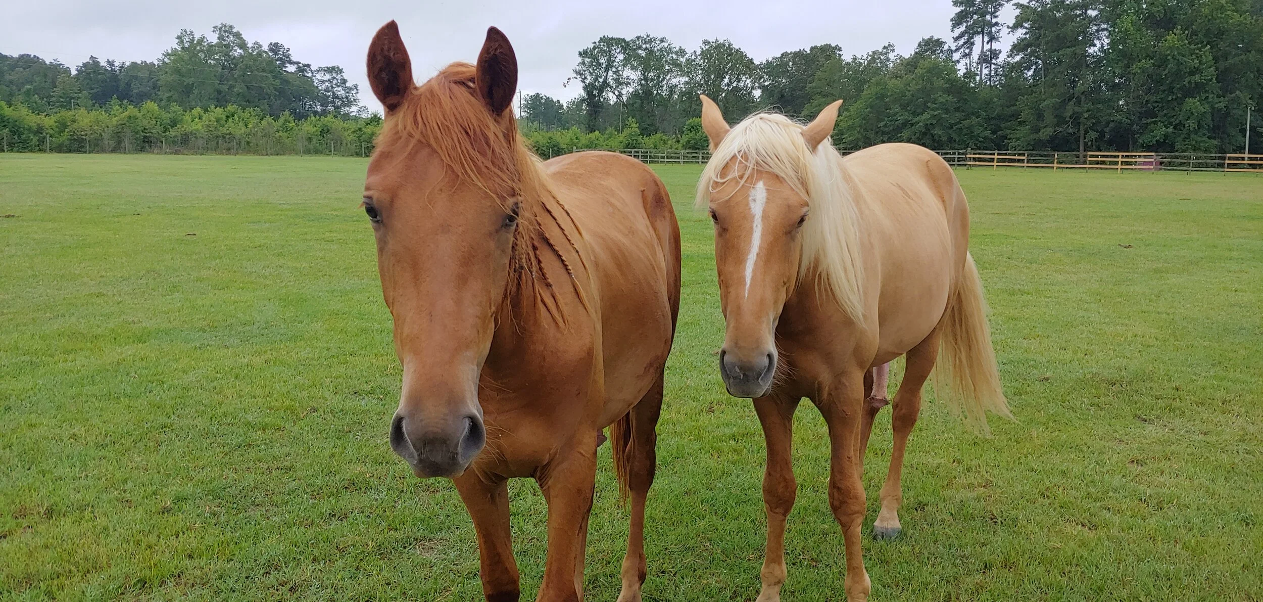 Gallery — Fourth Rock Stables
