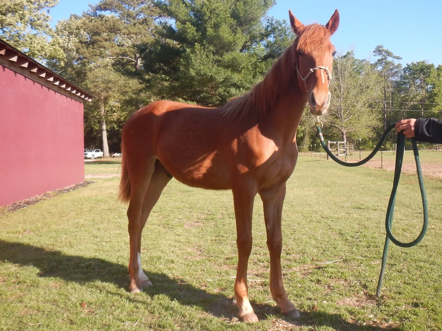 Meet The Horses — Fourth Rock Stables