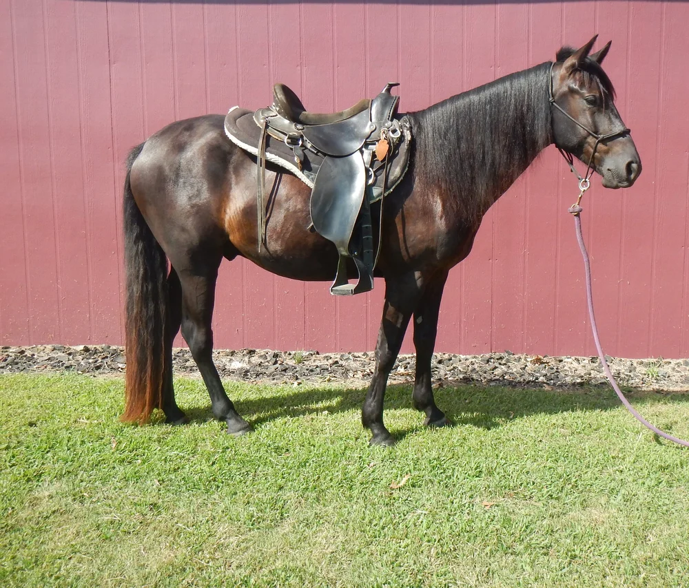 Meet The Horses — Fourth Rock Stables