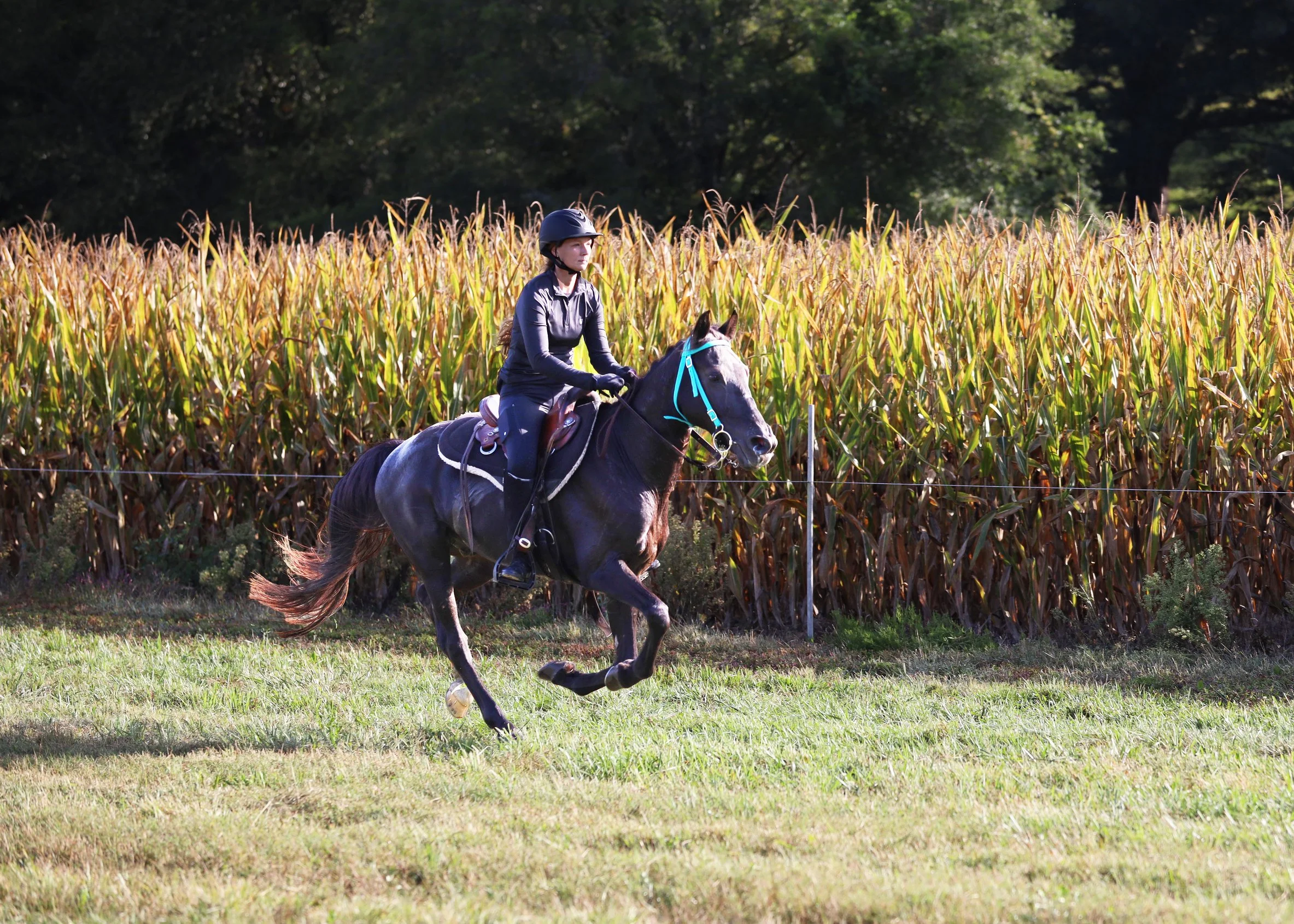 Meet The Horses — Fourth Rock Stables