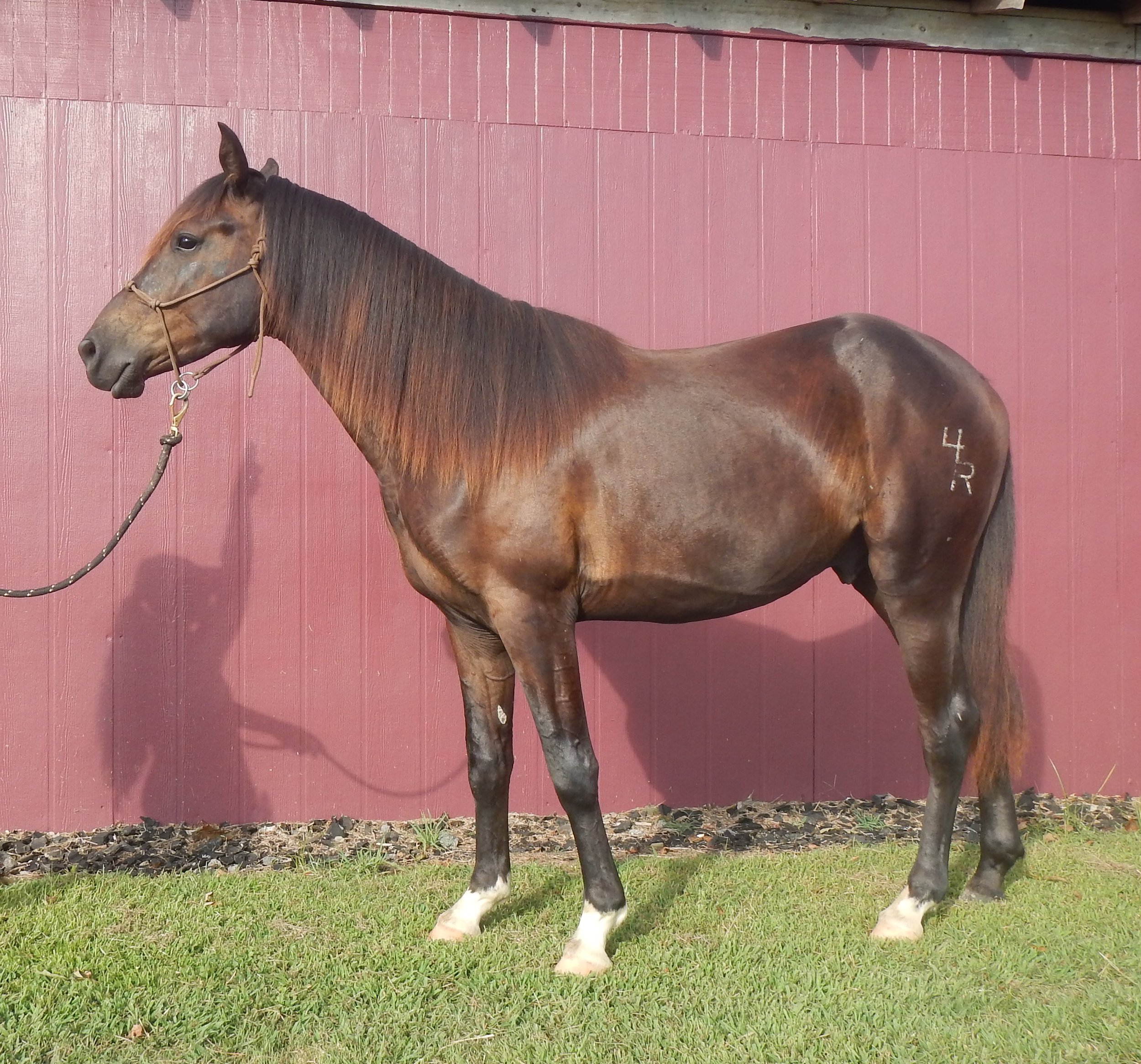 Meet The Horses — Fourth Rock Stables