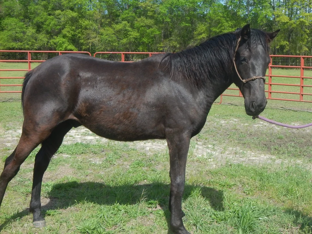 Meet The Horses — Fourth Rock Stables