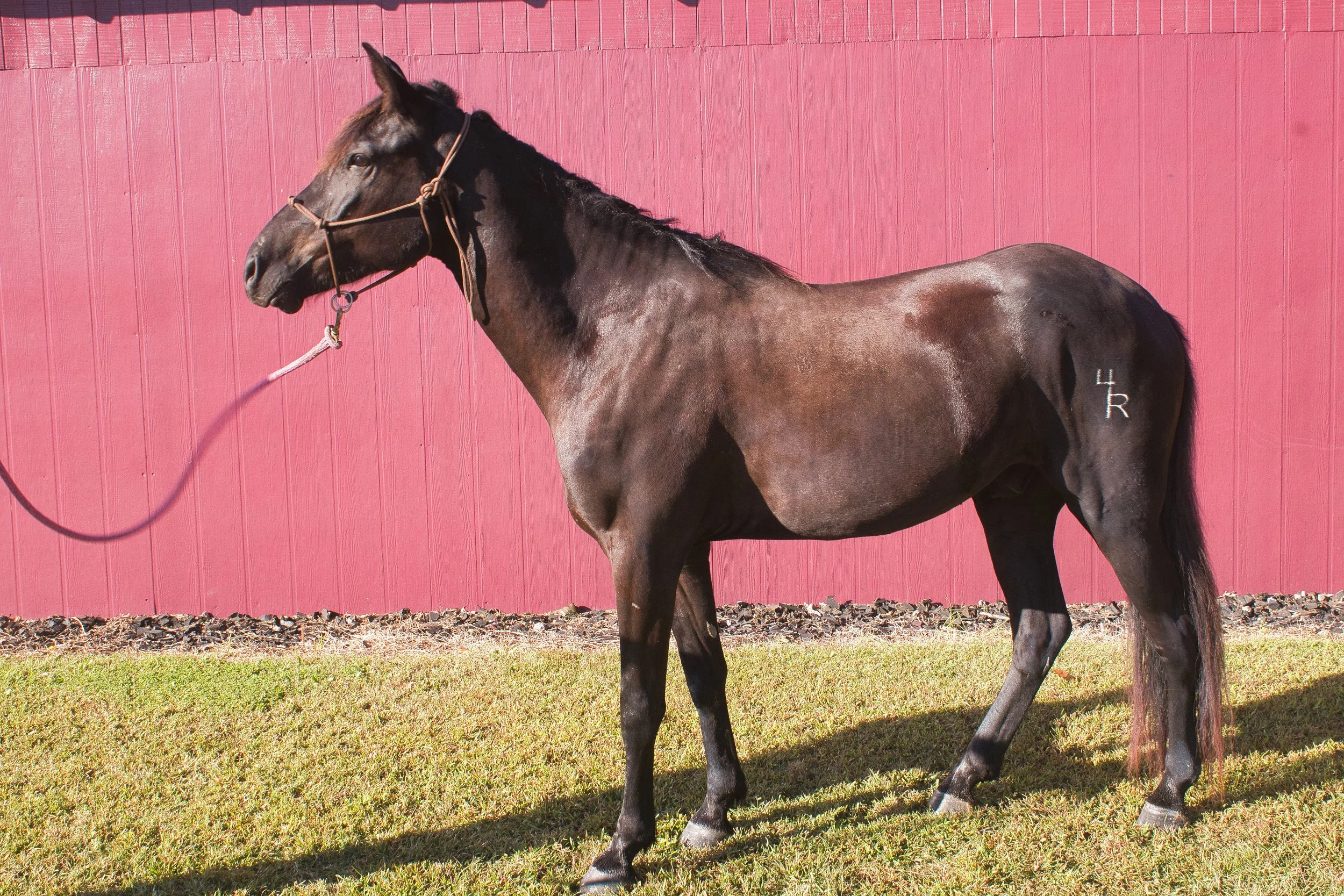 Meet The Horses — Fourth Rock Stables