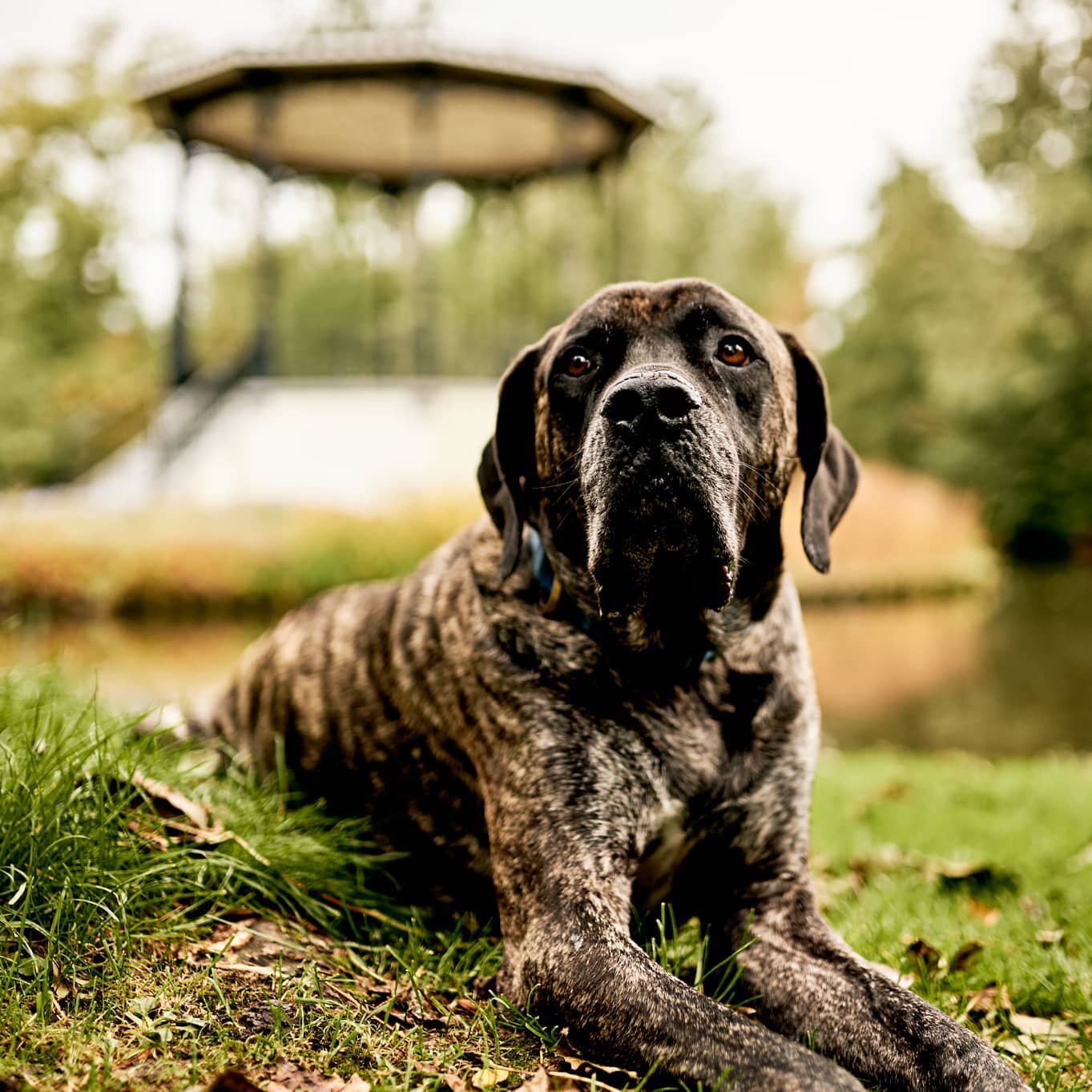 Thor 🐶

#dog #pets #petphotography #vondelpark #netherlands #amsterdam #animals #nikonnl #z6 #iamsterdam #amsterdamphotographer