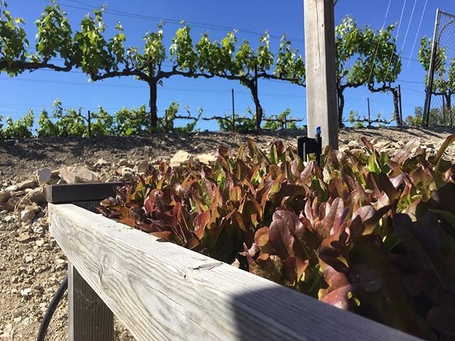 The garden is getting wild! Take a look at these beauties. Almost time for a fresh summer salad Loma Maria style.  Bravo to our supper talented brother @eiknarf for making this happen. 🙌🏼❤️⁠⠀
__⁠⠀
⁠⠀
For more information about our vacation rentals 