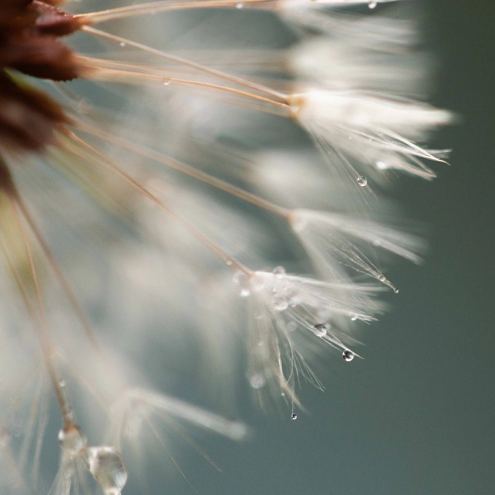 Dewy+Dandelion+websize+-+Amber+Braxton+%281%29.jpg