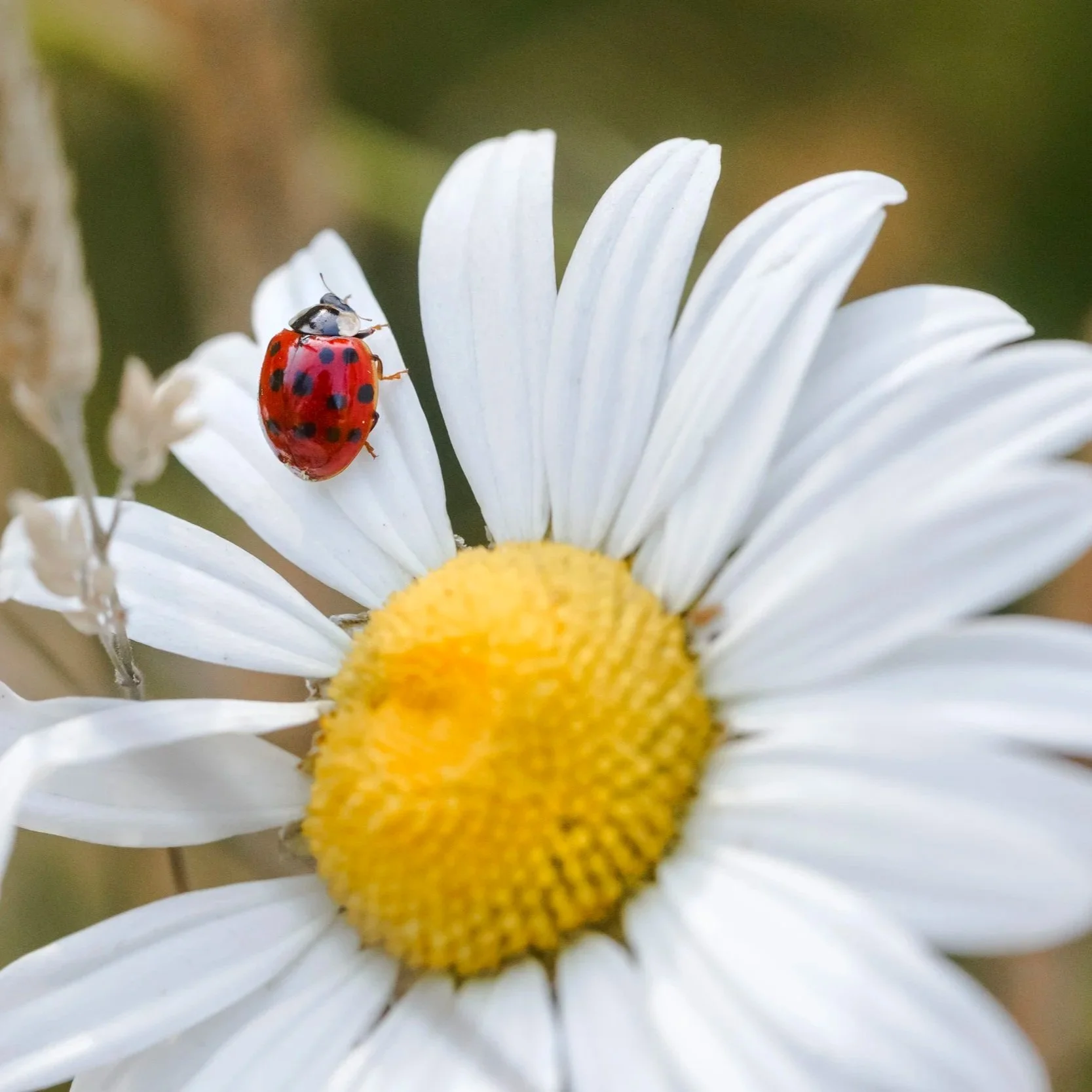 Ladybug+on+a+Daisy+-+Amber+Braxton.jpg