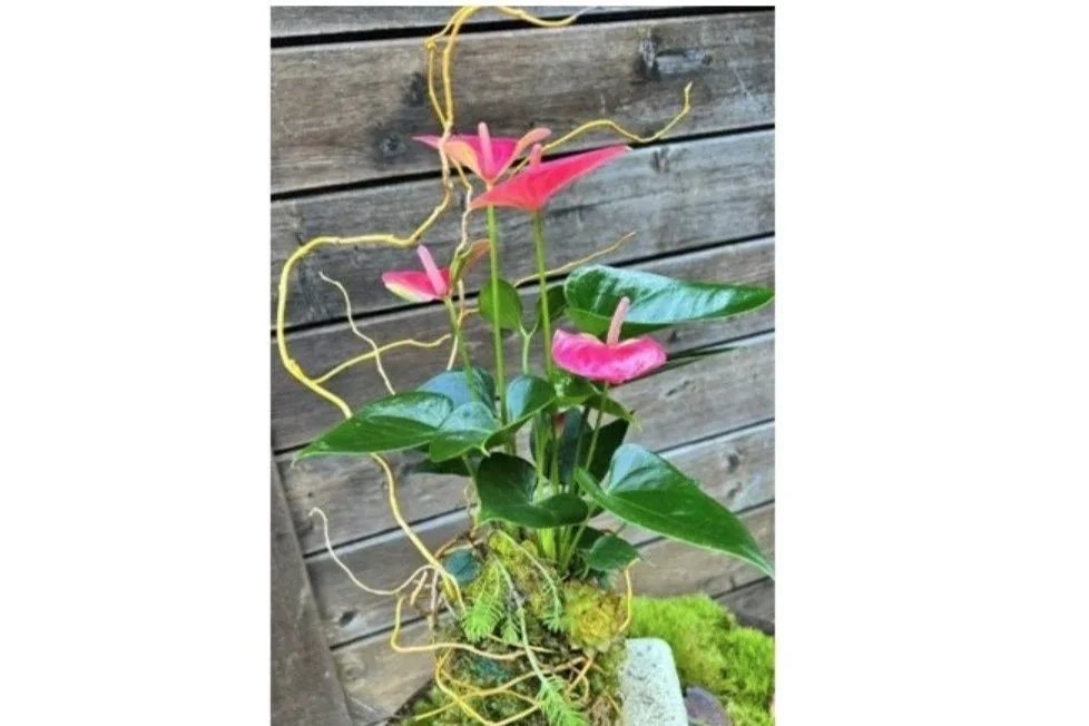 May 9, 1:00pm - Kokedama Anthurium