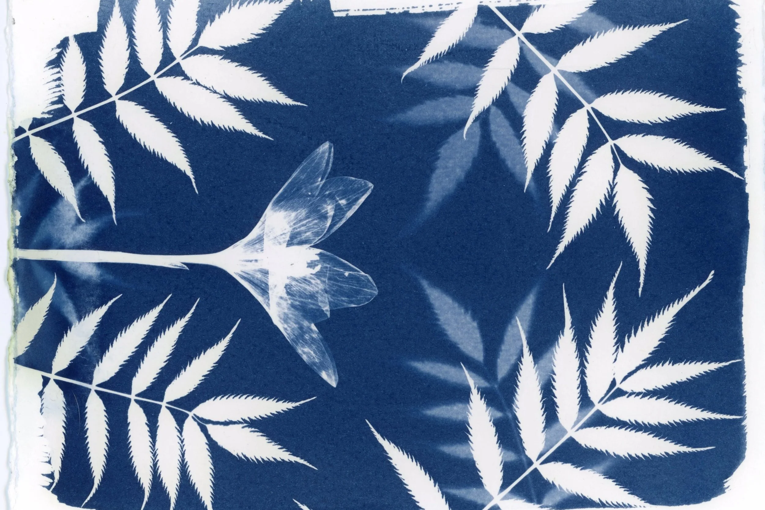 May 22, 3:00pm - Intro to Cyanotypes