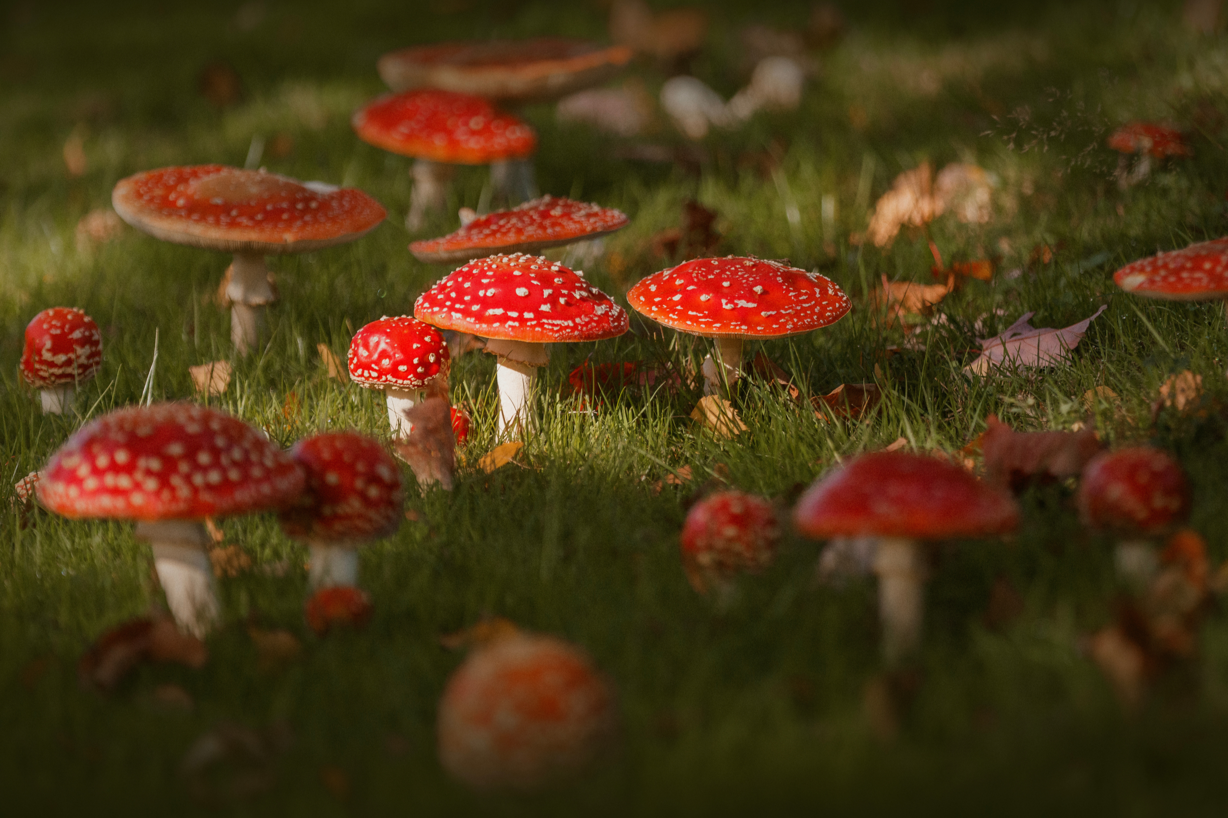 May 15, 5:00pm - Exploring Nature Through Photography